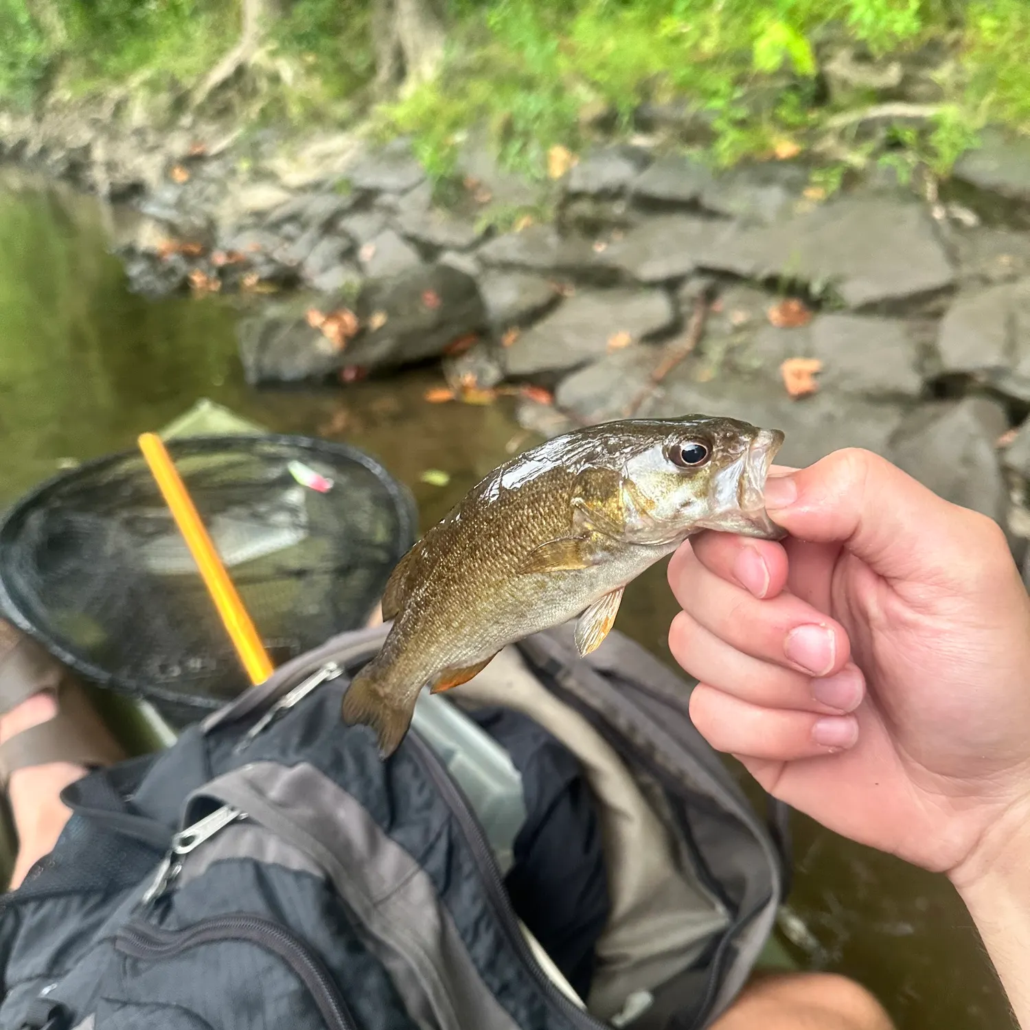 Smallmouth bass caught on Fishbrain