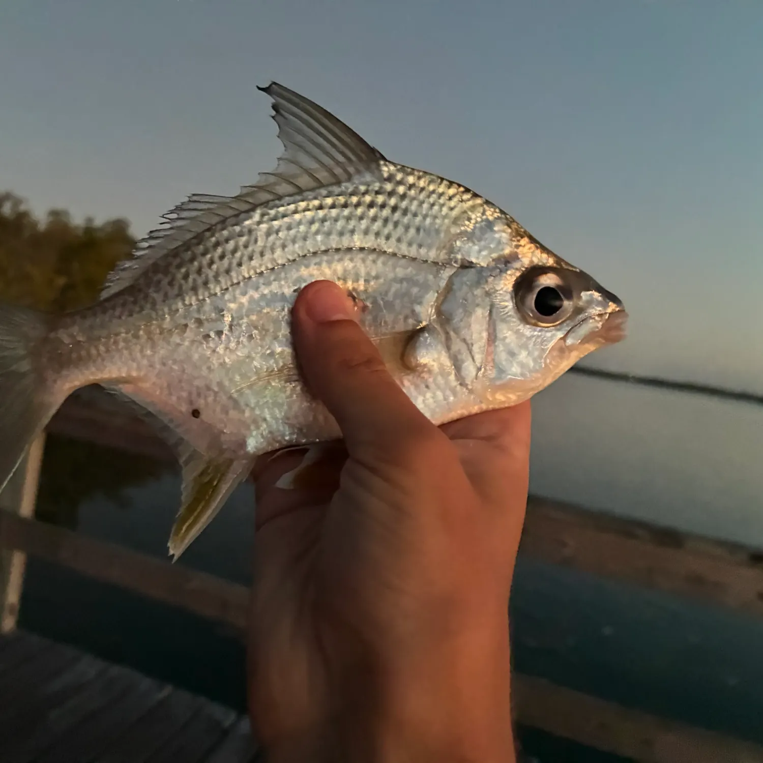 The most recent Irish mojarra catches on Fishbrain