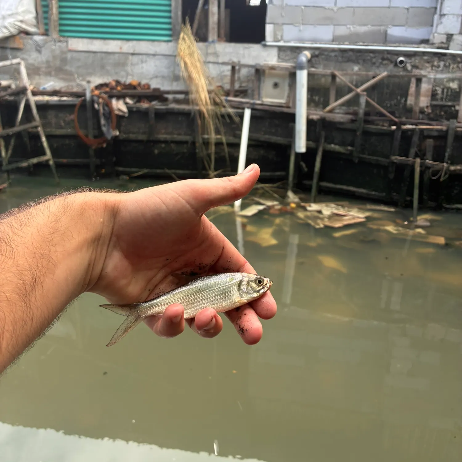 The most recent Indo-Pacific tarpon catches on Fishbrain