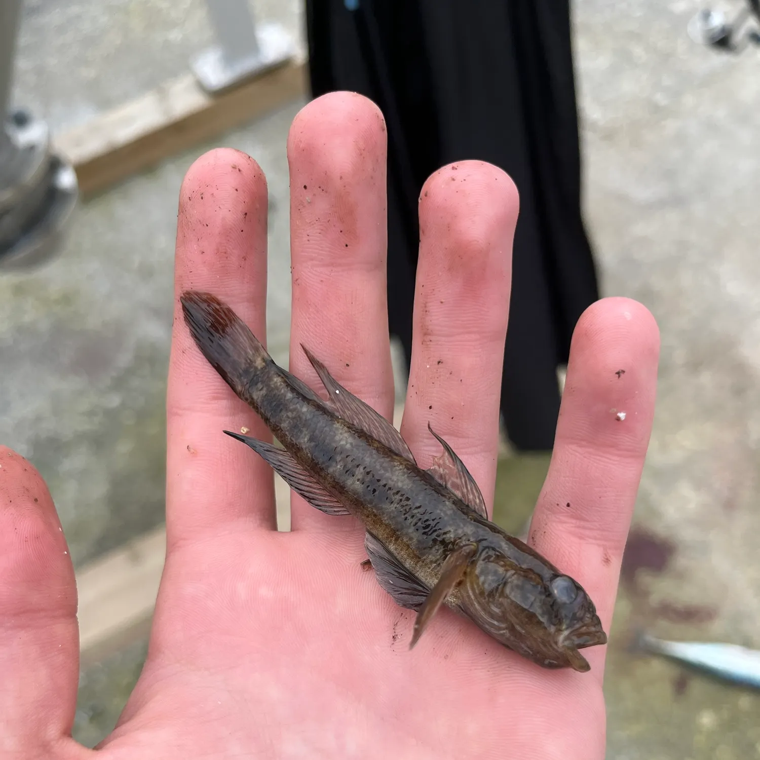 The most recent Black goby catches on Fishbrain