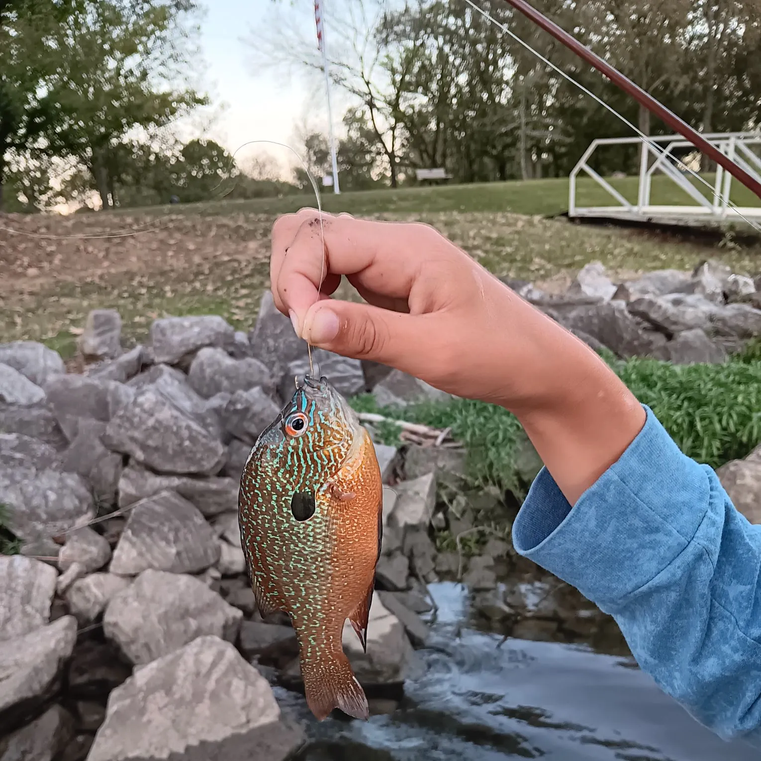 Longear sunfish caught on Fishbrain