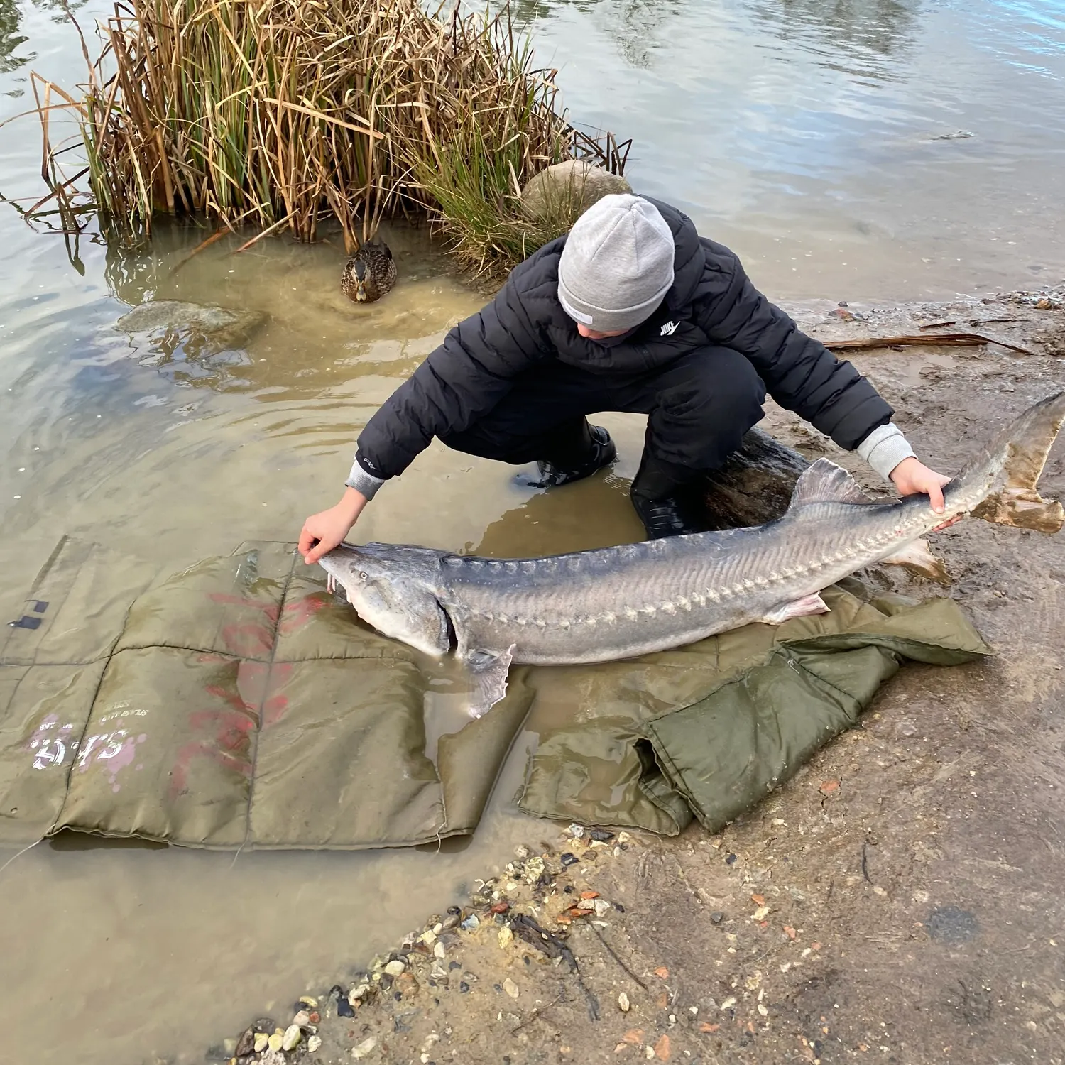 The most recent White sturgeon catches on Fishbrain