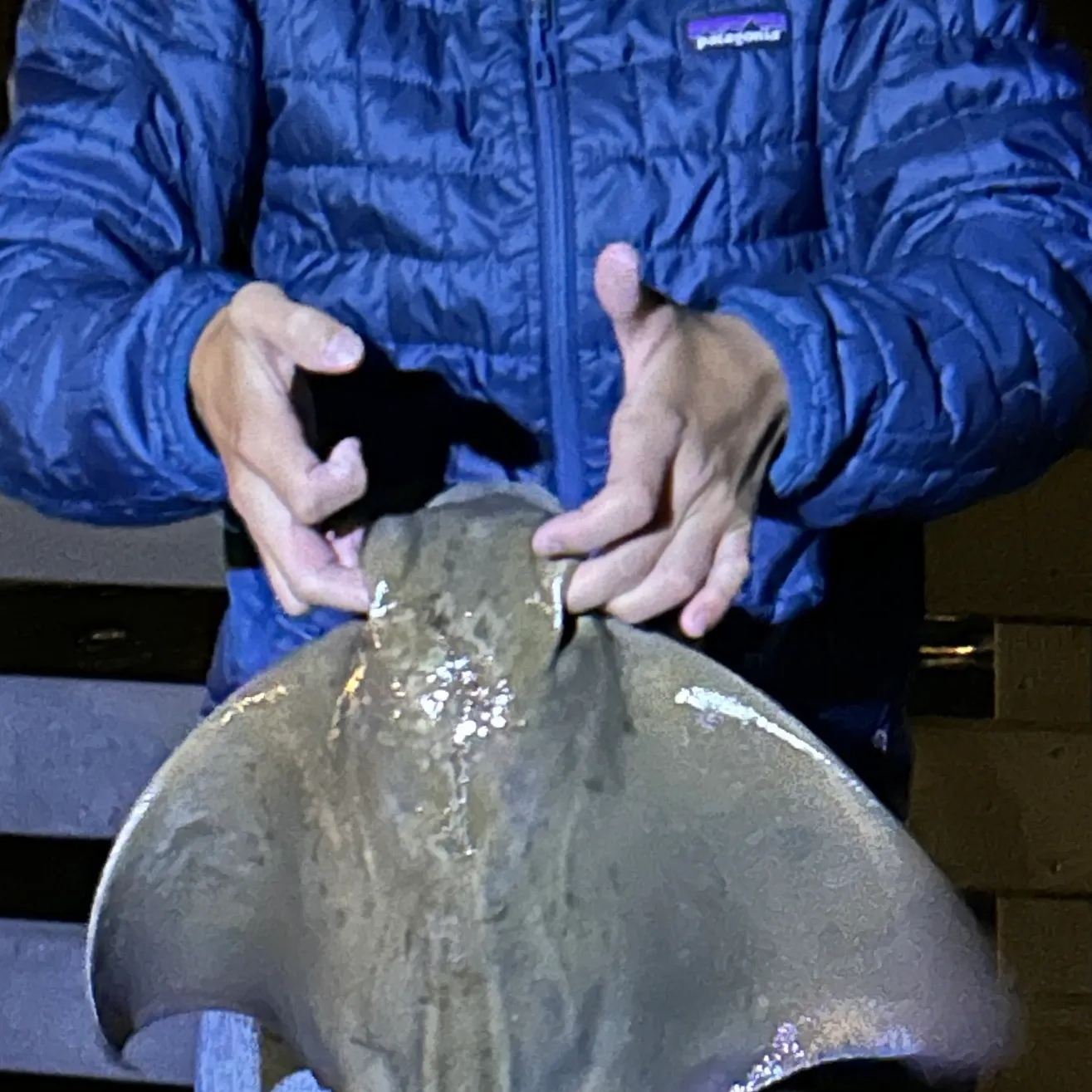 The most recent Bat eagle ray catches on Fishbrain