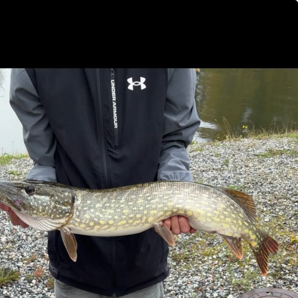 Northern pike caught on Fishbrain