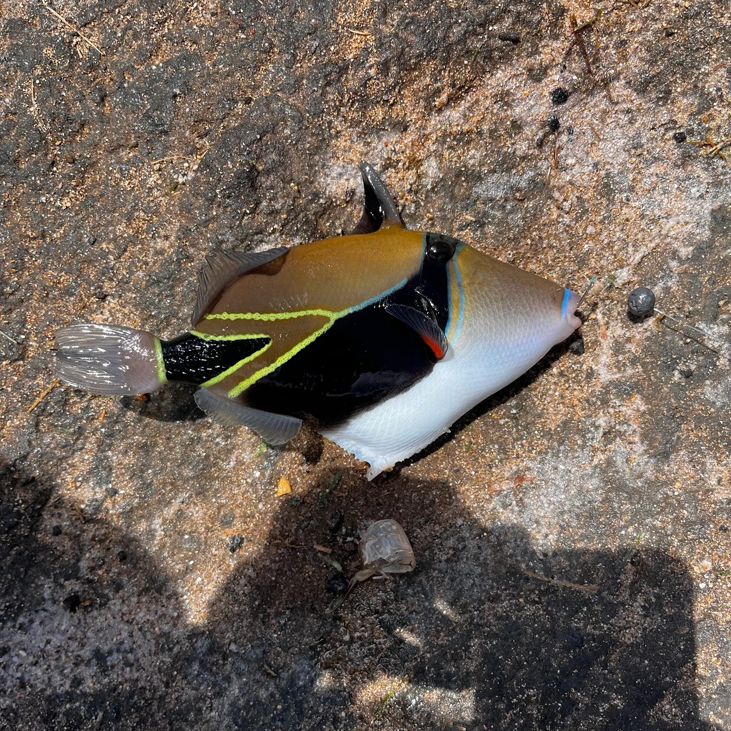 The most recent Wedge-tail triggerfish catches on Fishbrain