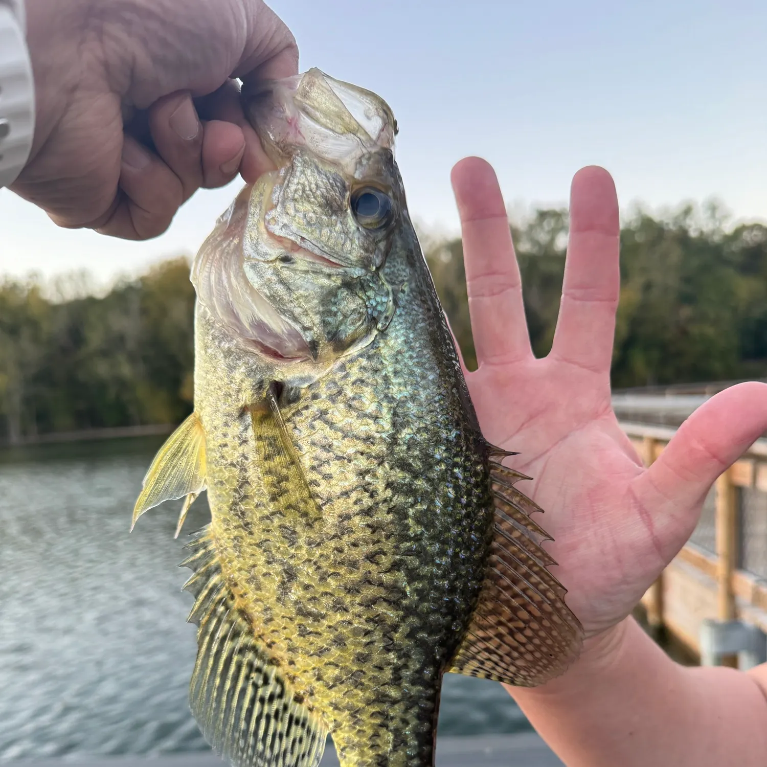 Black crappie caught on Fishbrain
