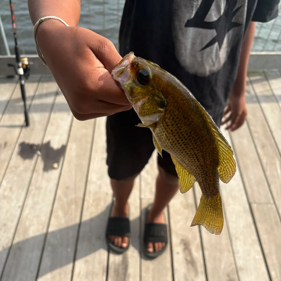 Rock bass caught on Fishbrain