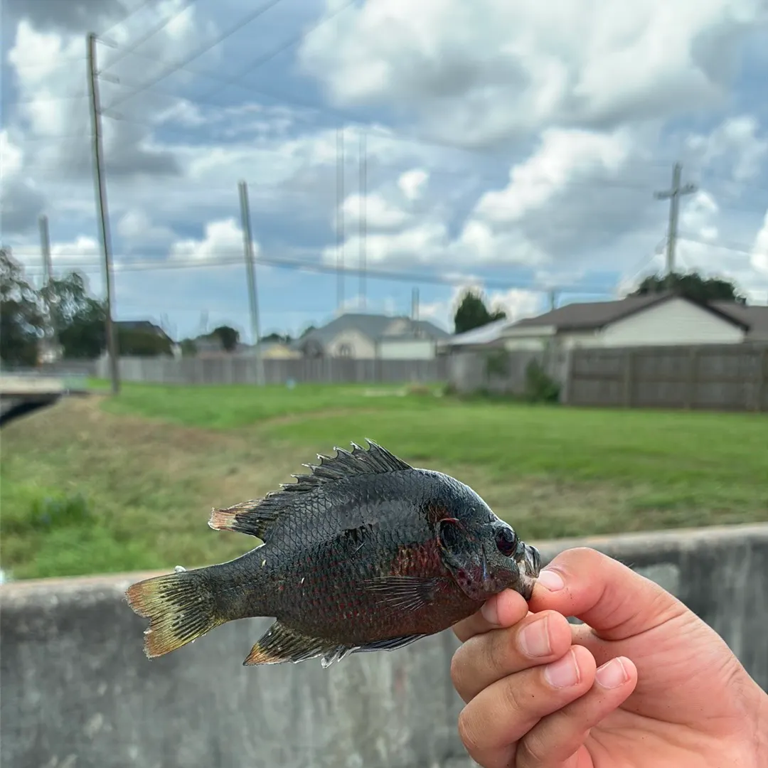 Redspotted sunfish caught on Fishbrain