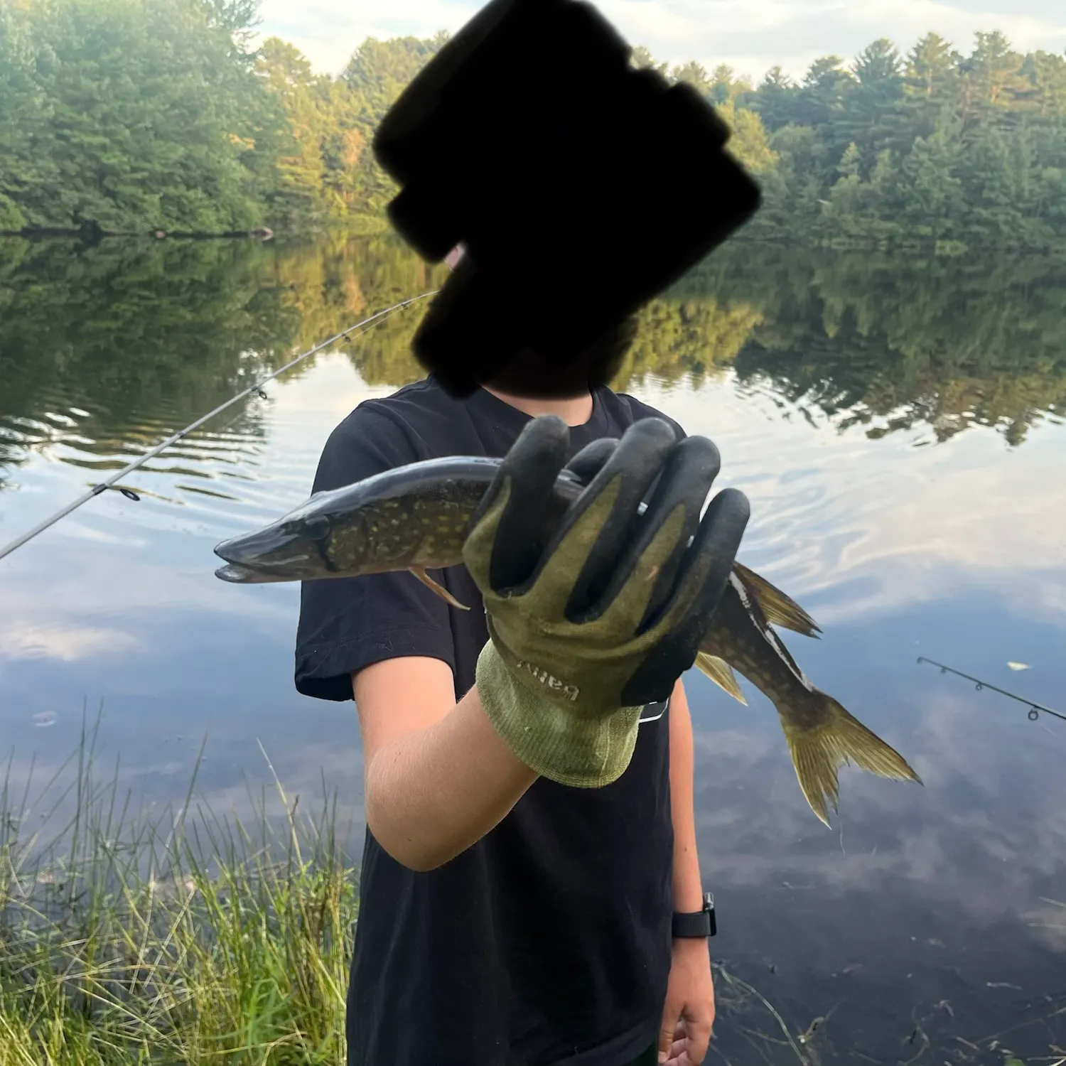 Chain pickerel caught on Fishbrain