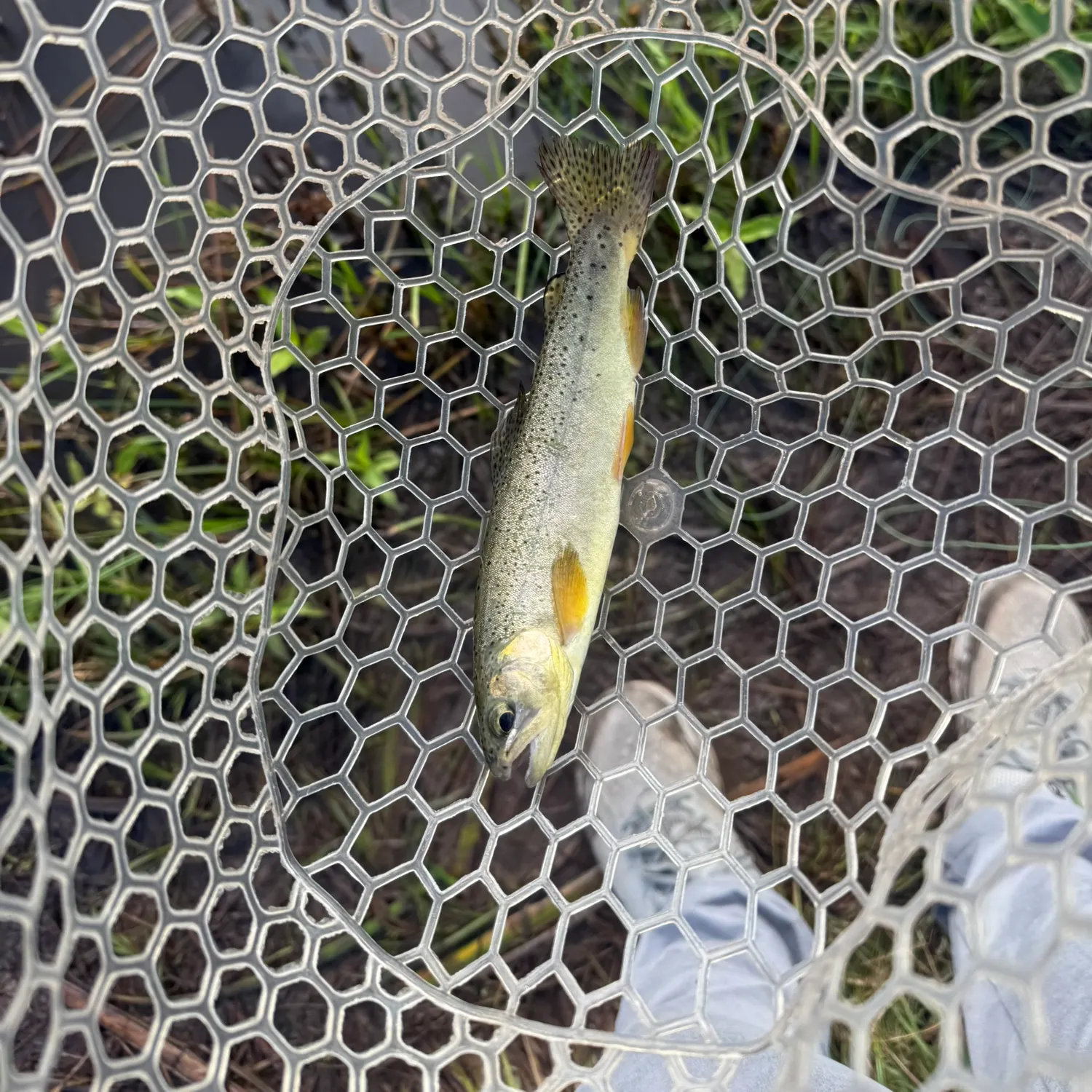 Apache trout caught on Fishbrain