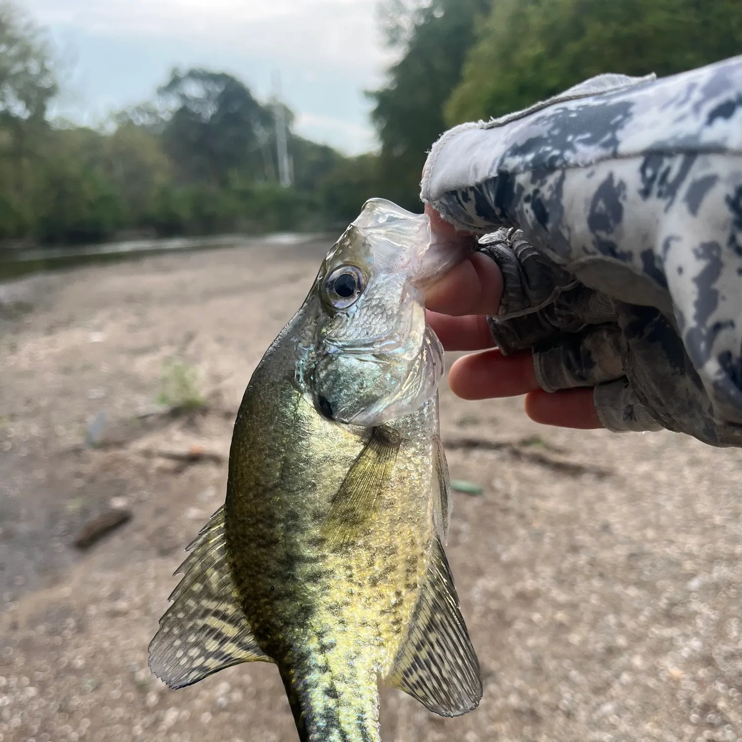 White crappie caught on Fishbrain