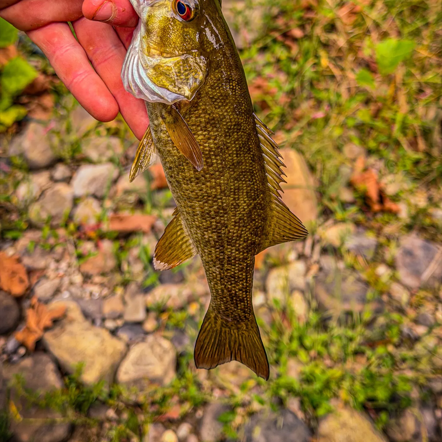 Smallmouth bass caught on Fishbrain