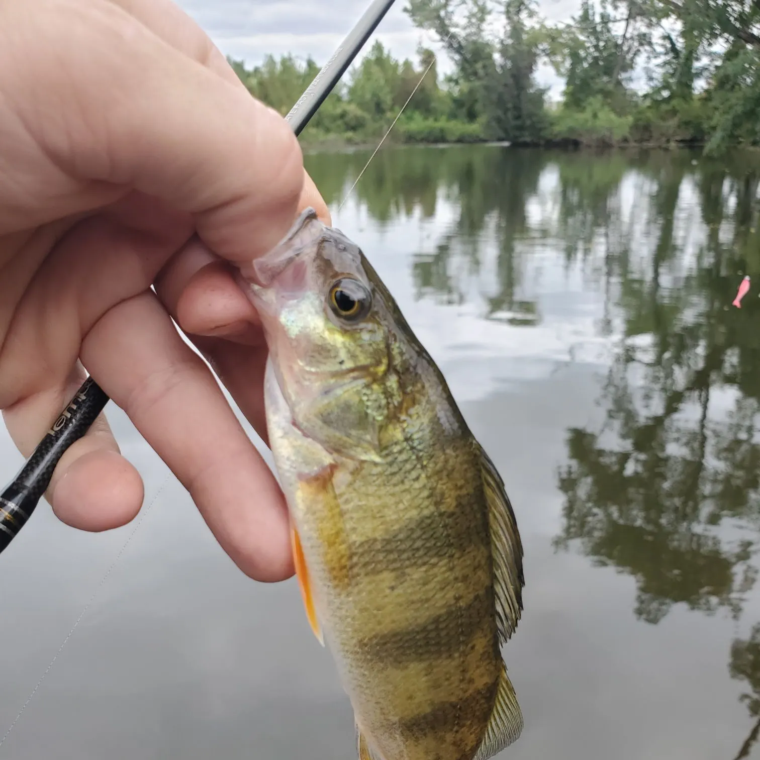 Yellow perch caught on Fishbrain