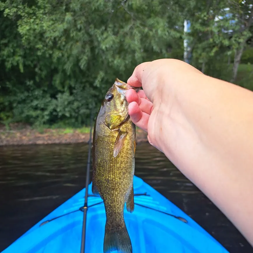 Smallmouth bass caught on Fishbrain