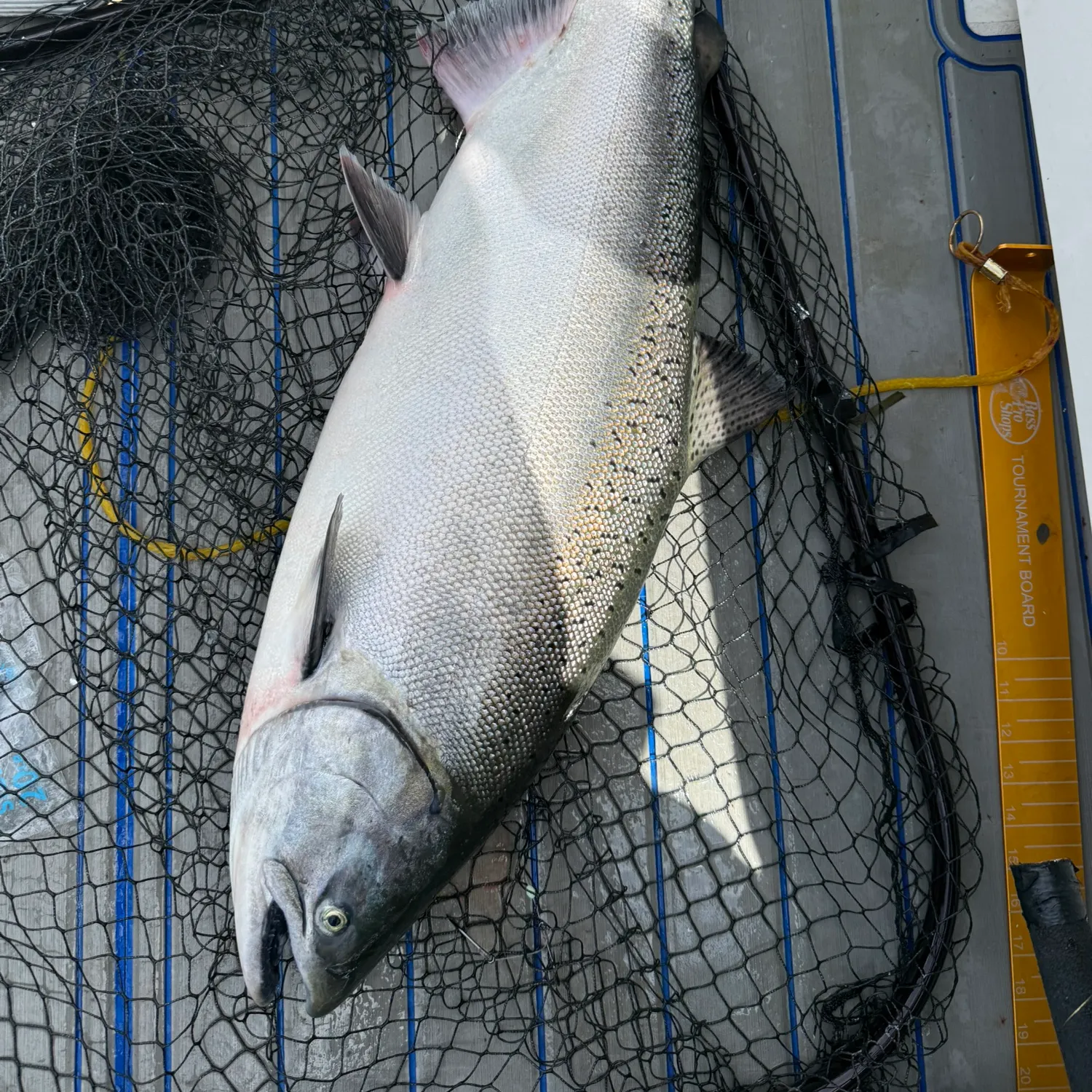 Chinook salmon caught on Fishbrain