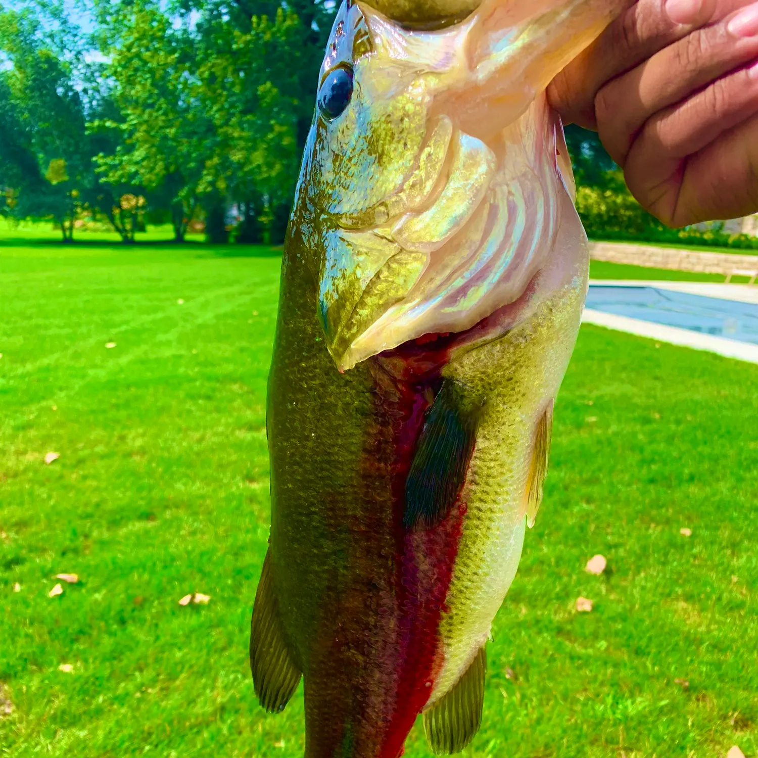 Fish caught on Fishbrain