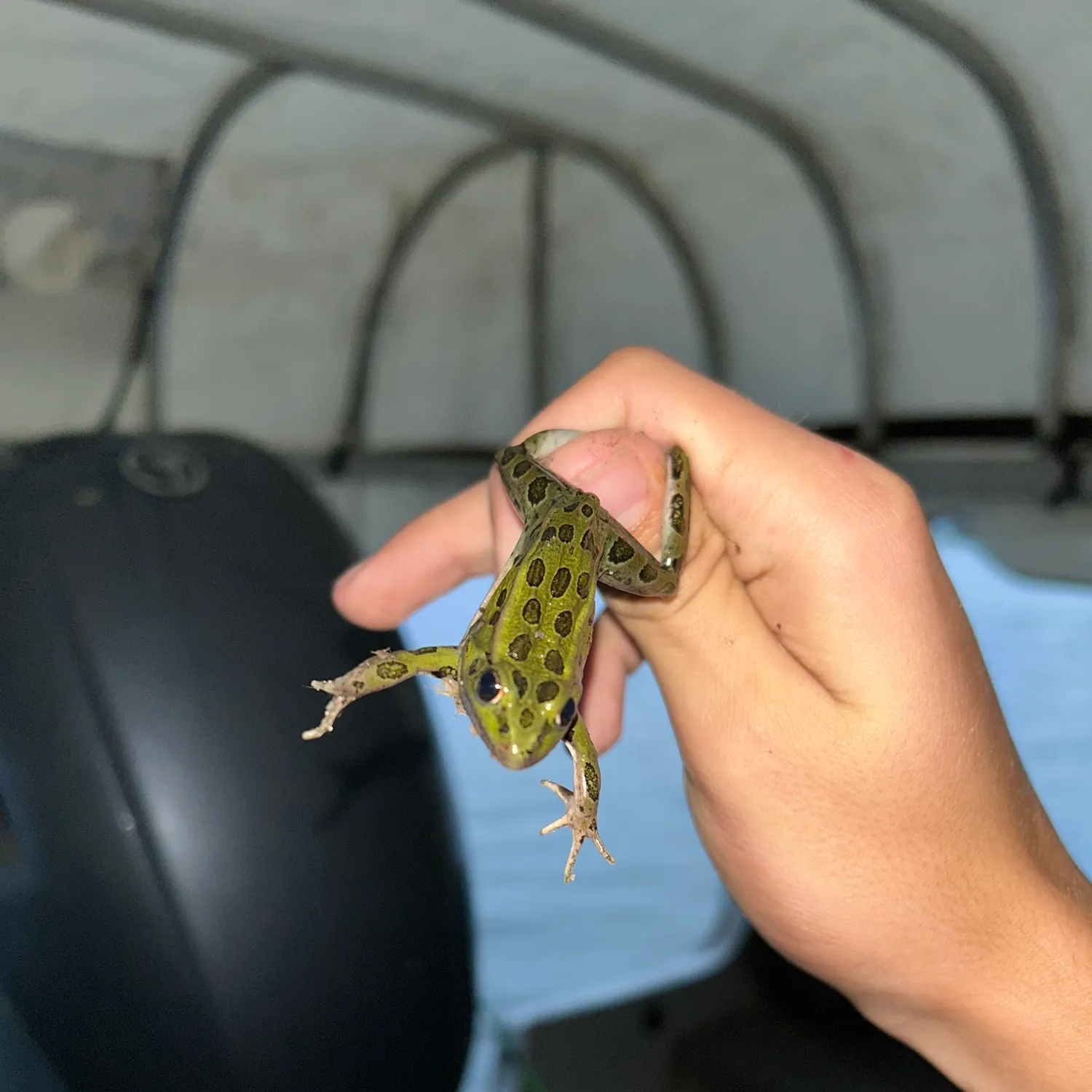 Northern leopard frog caught on Fishbrain