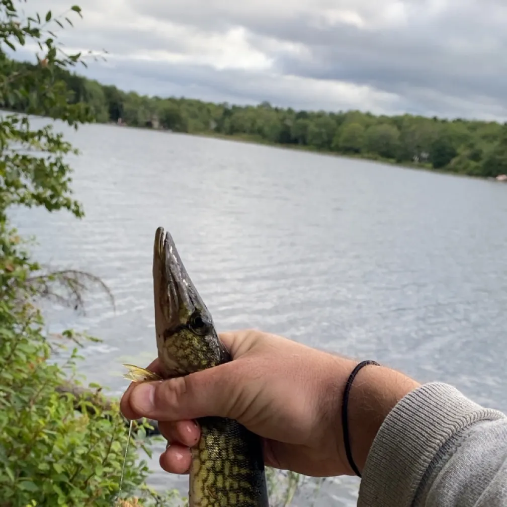 Chain pickerel caught on Fishbrain