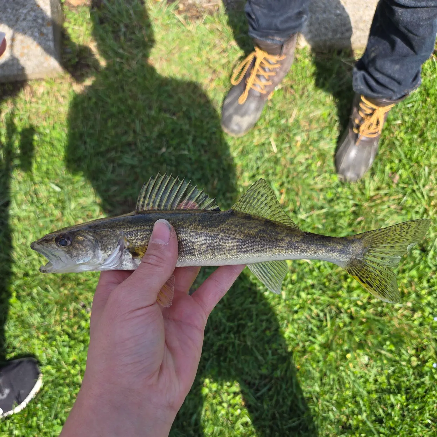 The most recent Sauger catches on Fishbrain