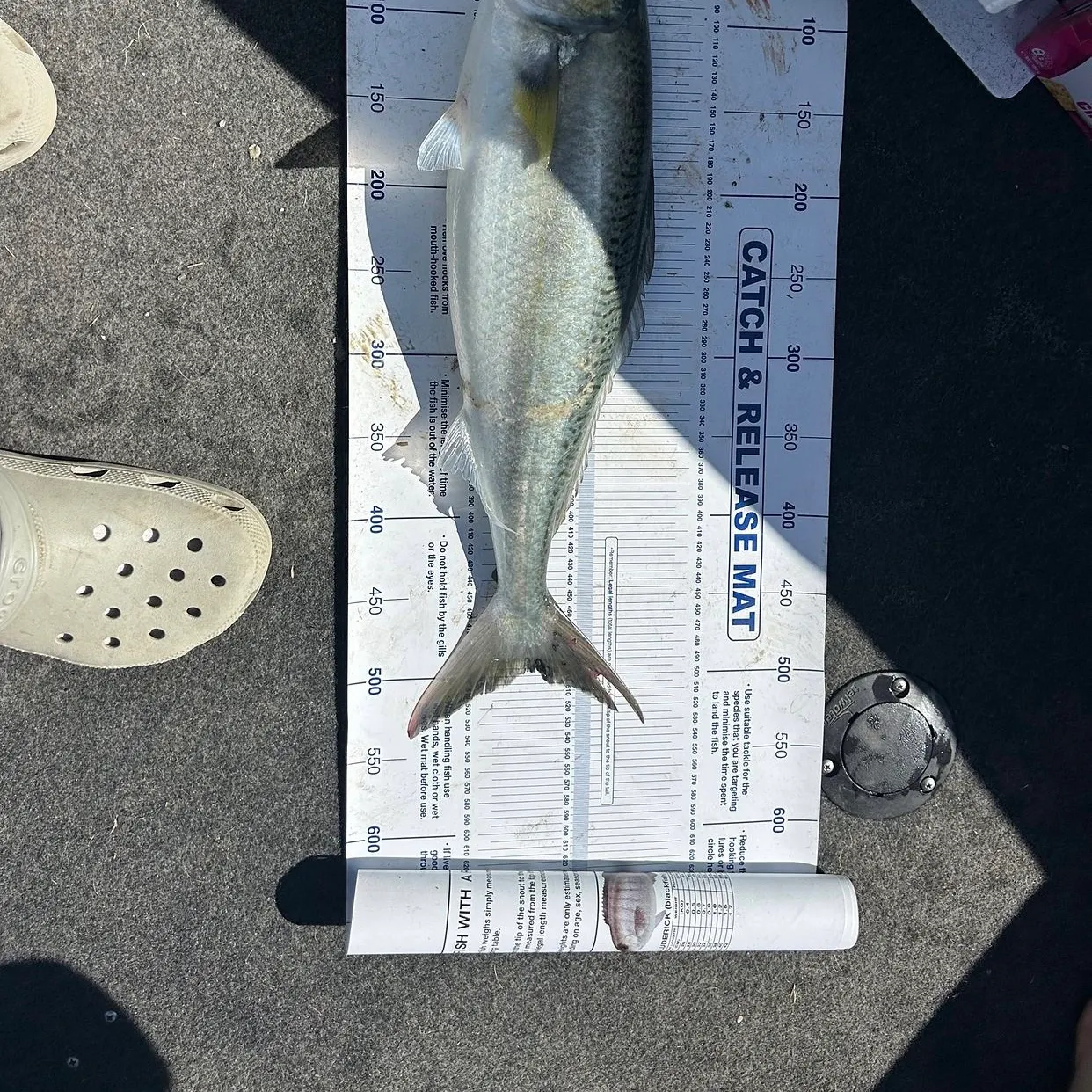 Eastern Australian salmon caught on Fishbrain