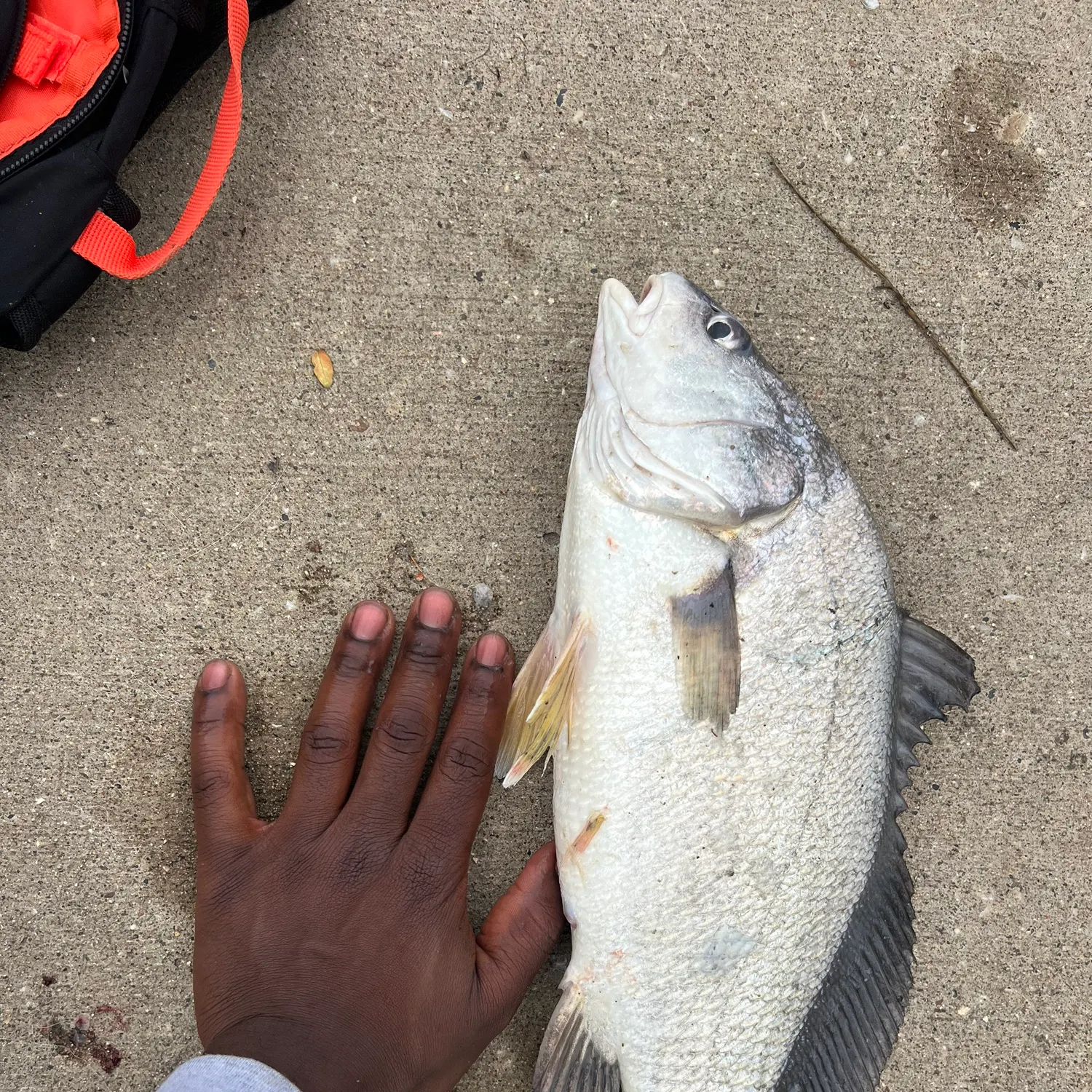 catch