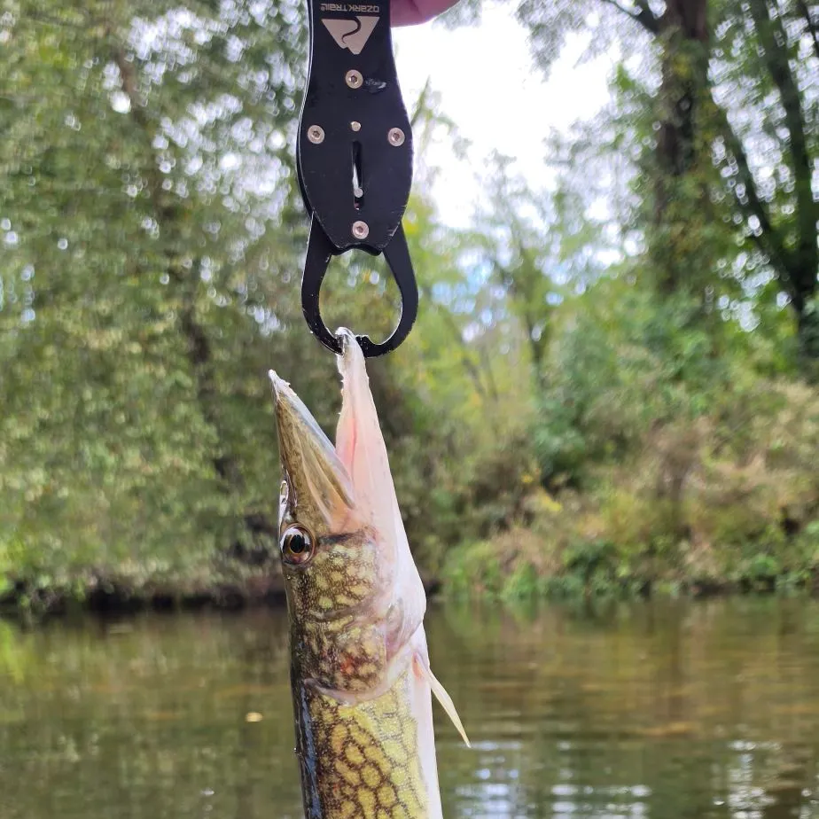 Chain pickerel caught on Fishbrain