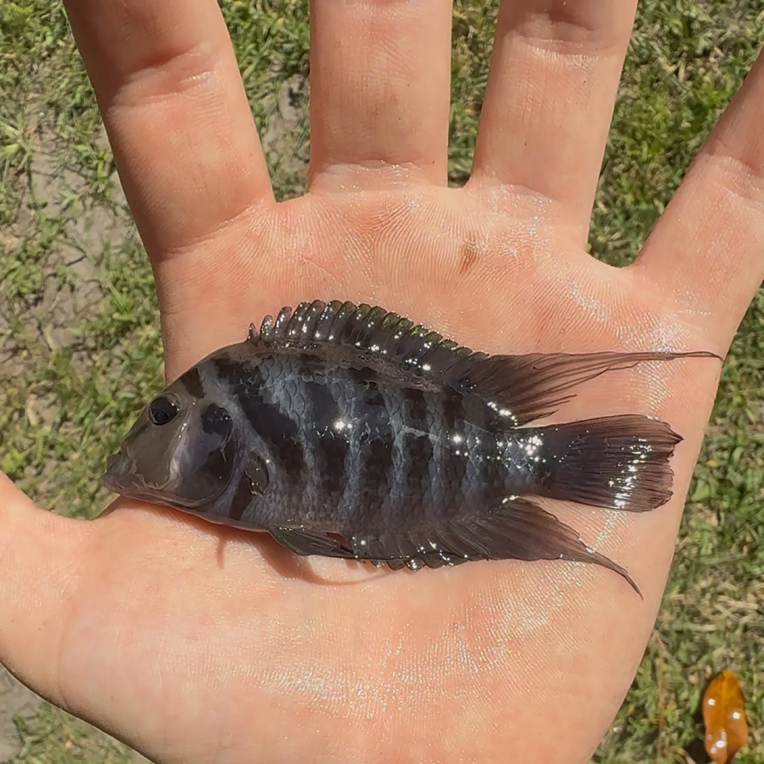 The most recent Convict cichlid catches on Fishbrain