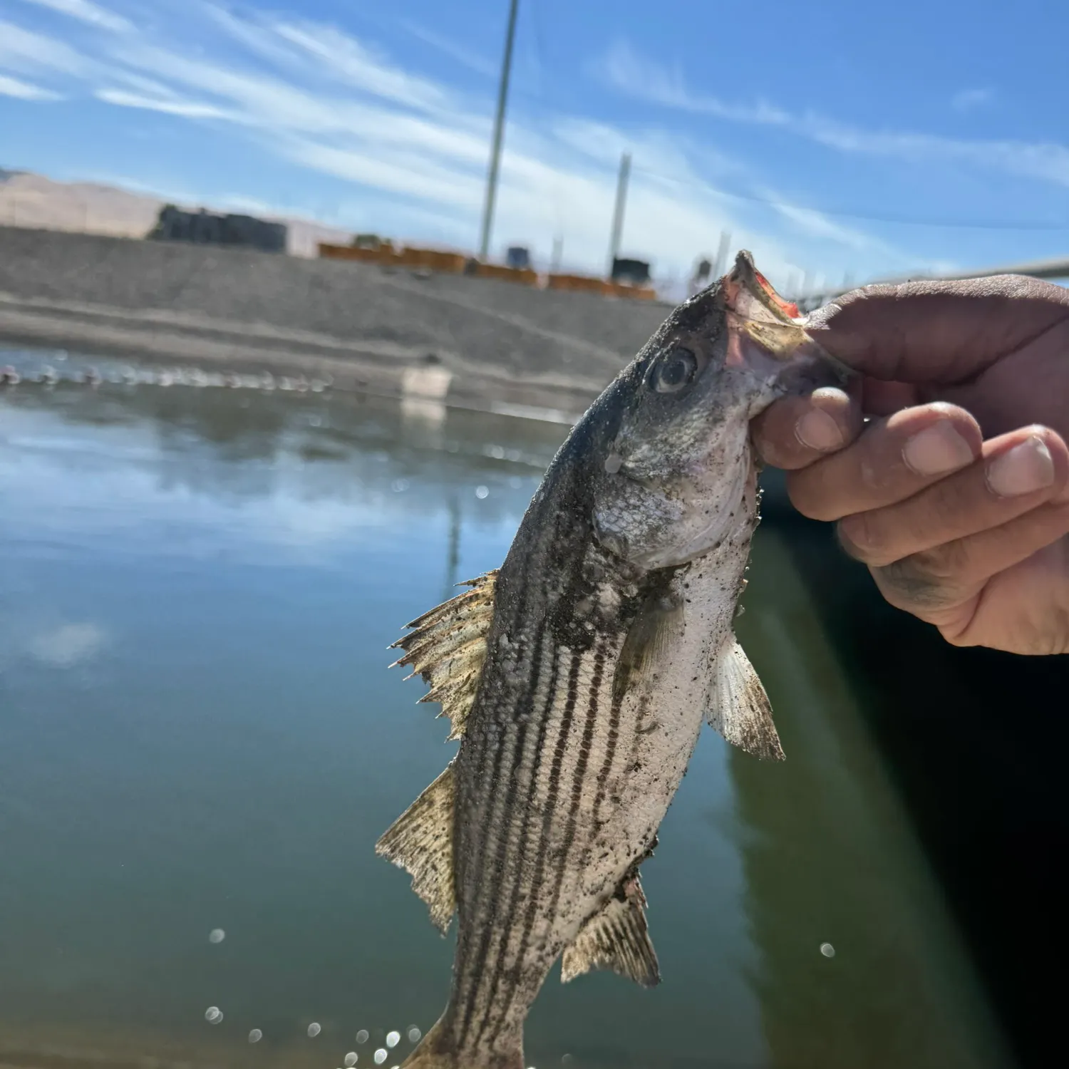 The most recent Striped bass catches on Fishbrain