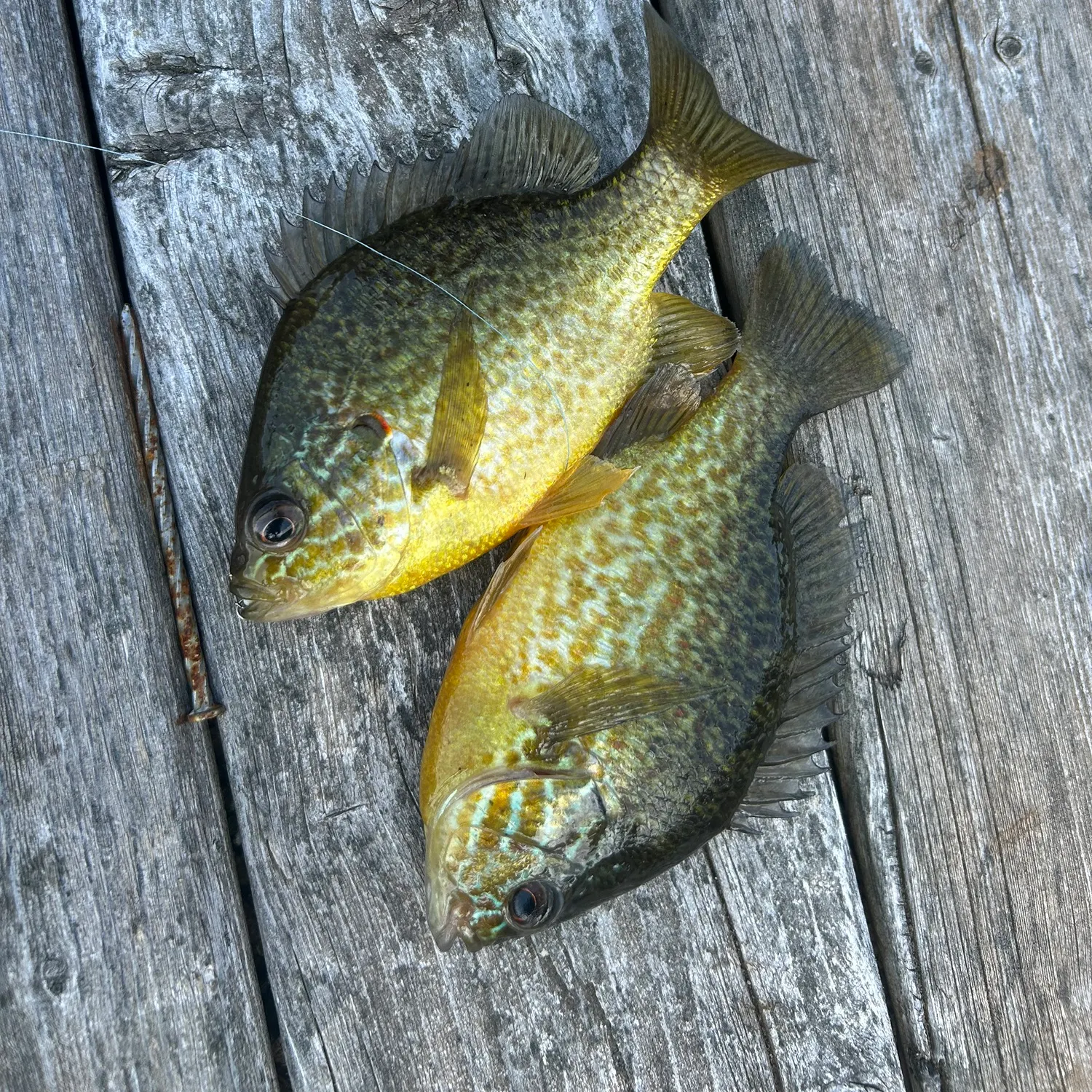recently logged catches
