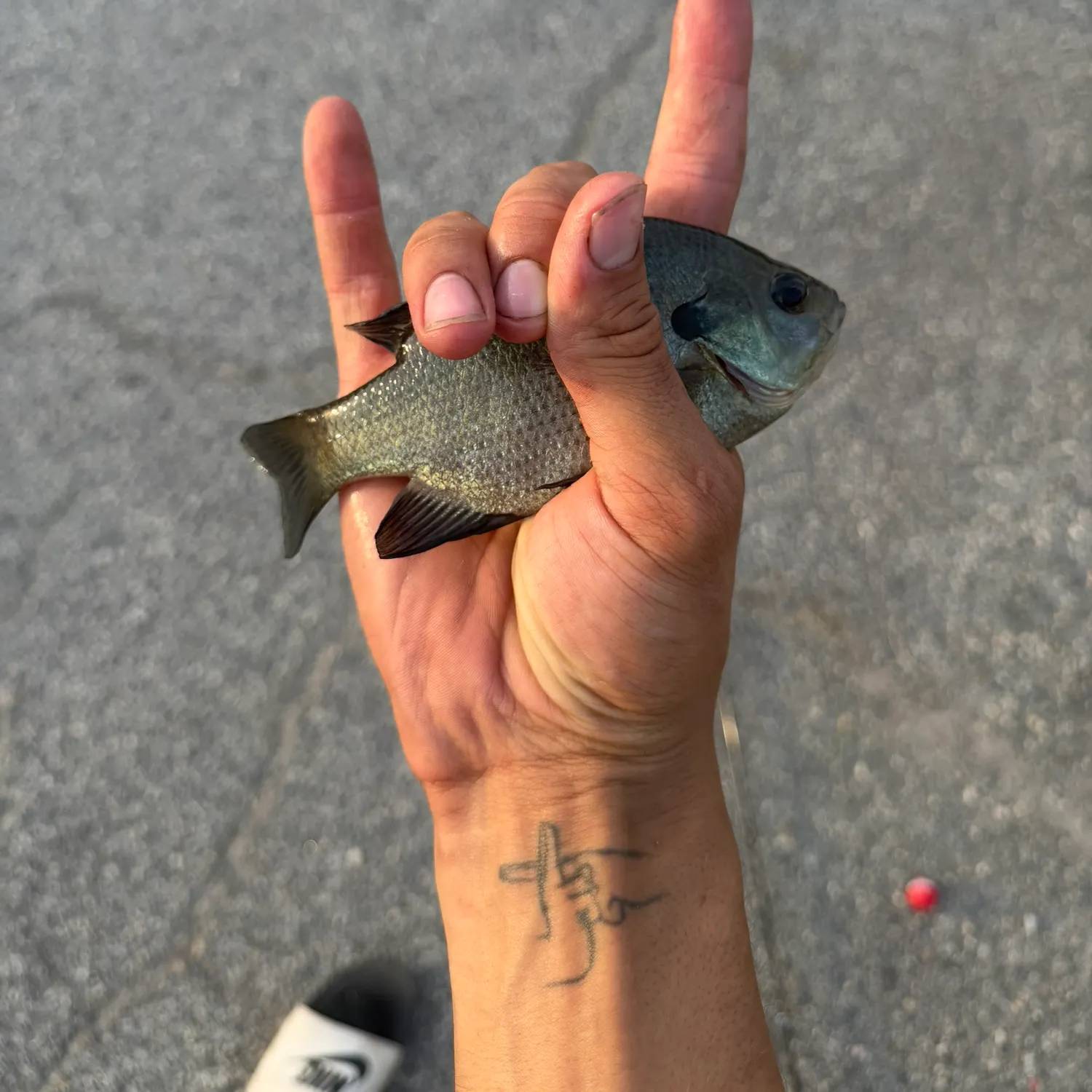 Bluegill caught on Fishbrain