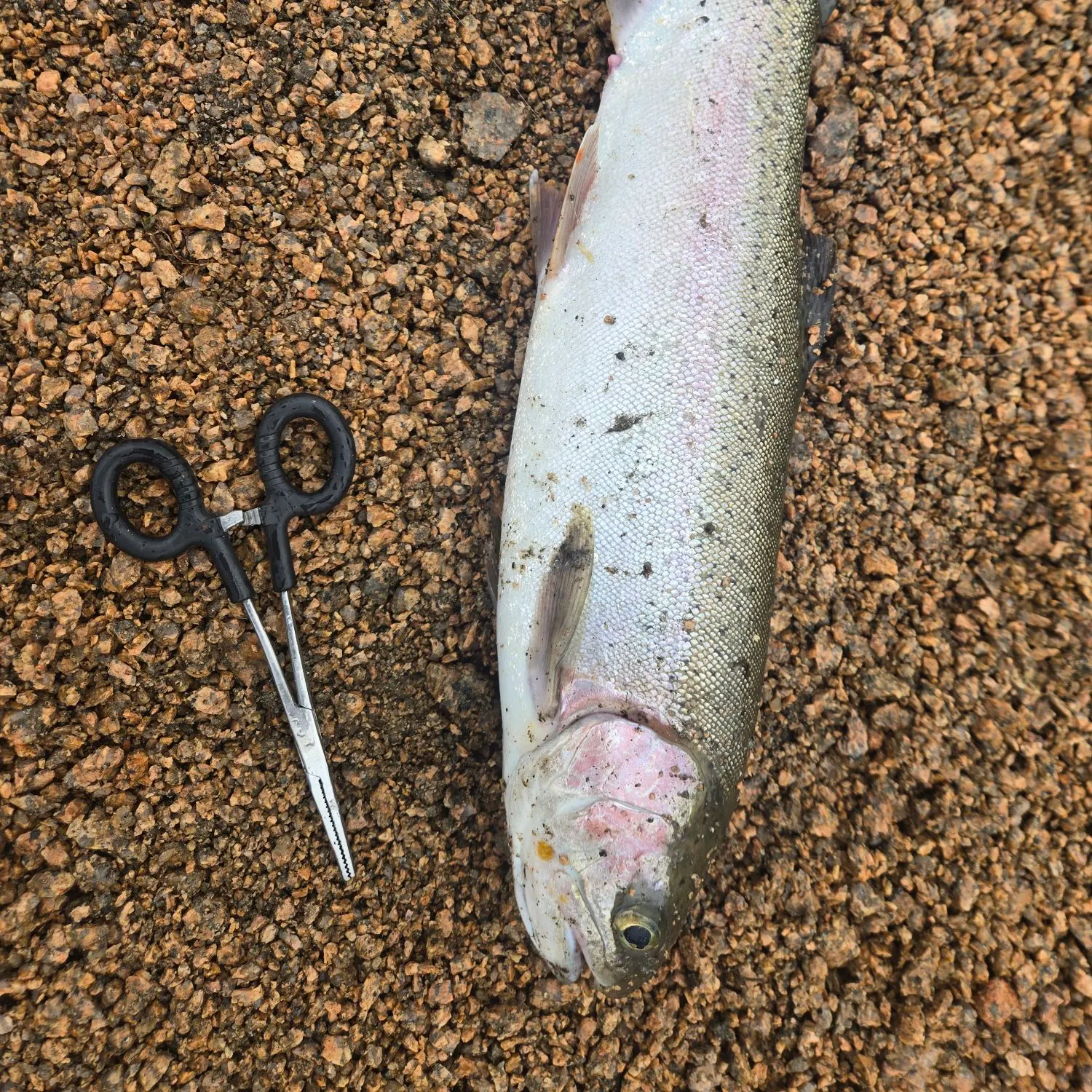 Rainbow trout caught on Fishbrain