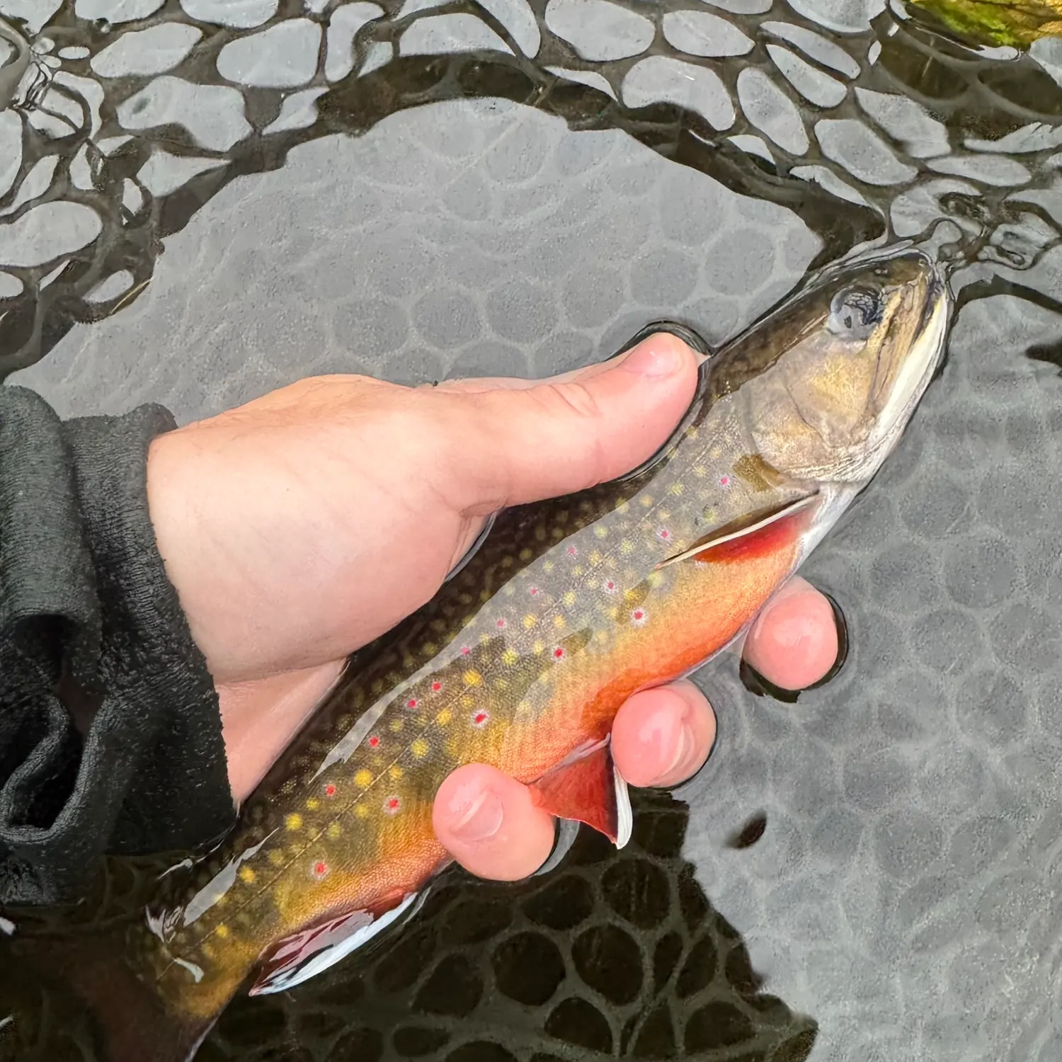 Brook trout caught on Fishbrain