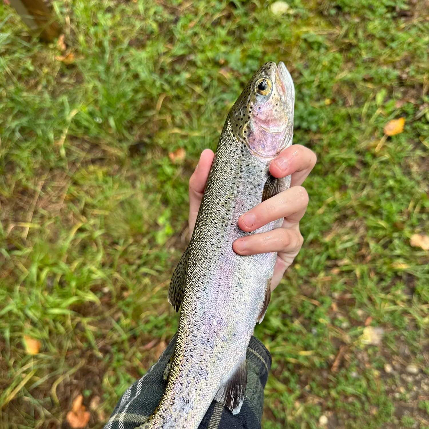 Rainbow trout caught on Fishbrain