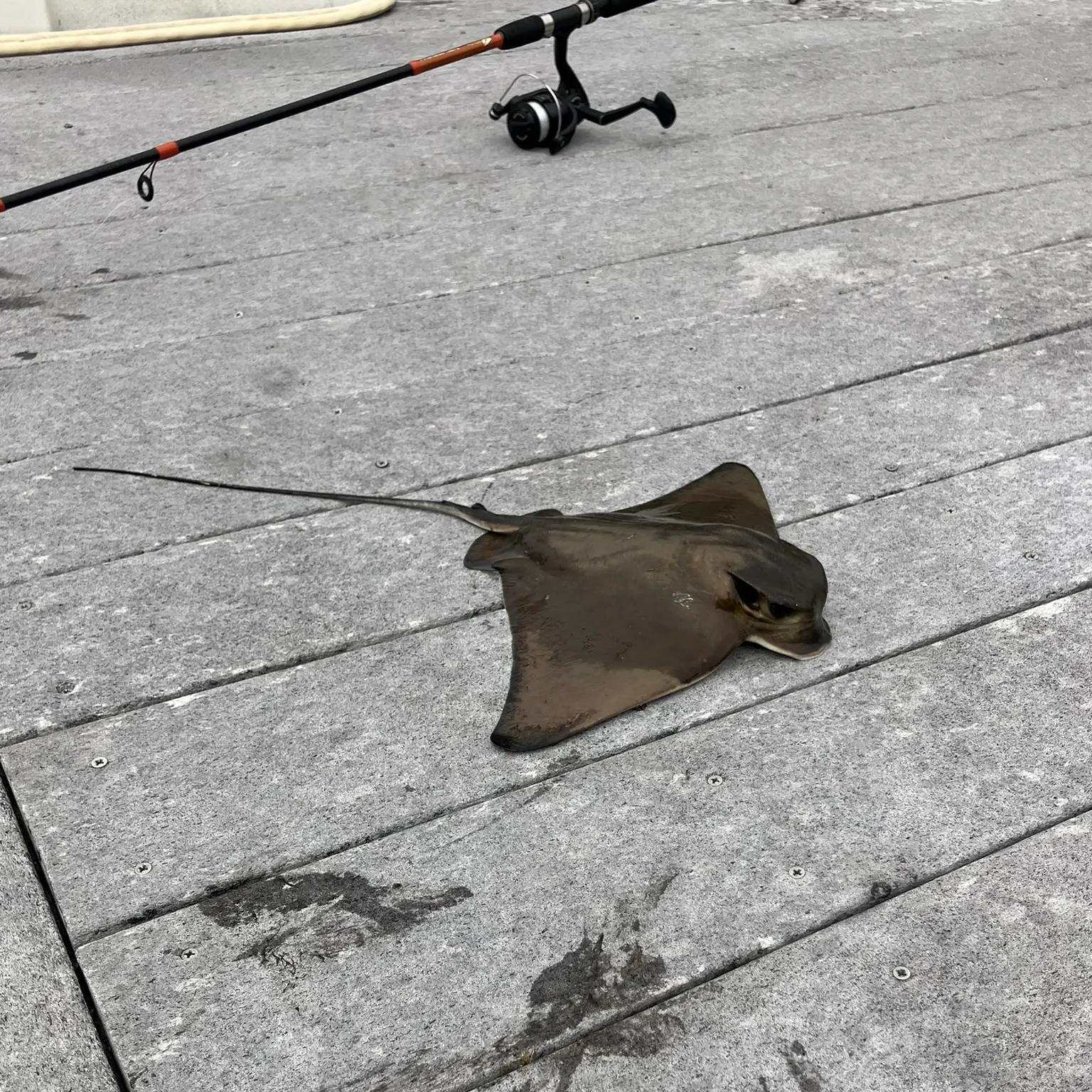 The most recent Bat eagle ray catches on Fishbrain