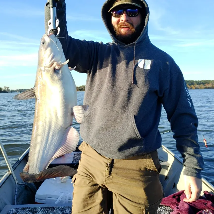 The most recent Blue catfish catches on Fishbrain
