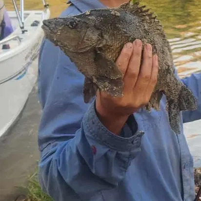 The most recent Sooty grunter catches on Fishbrain