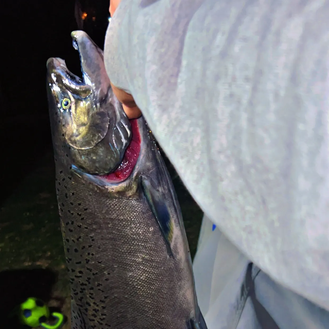 Chinook salmon caught on Fishbrain