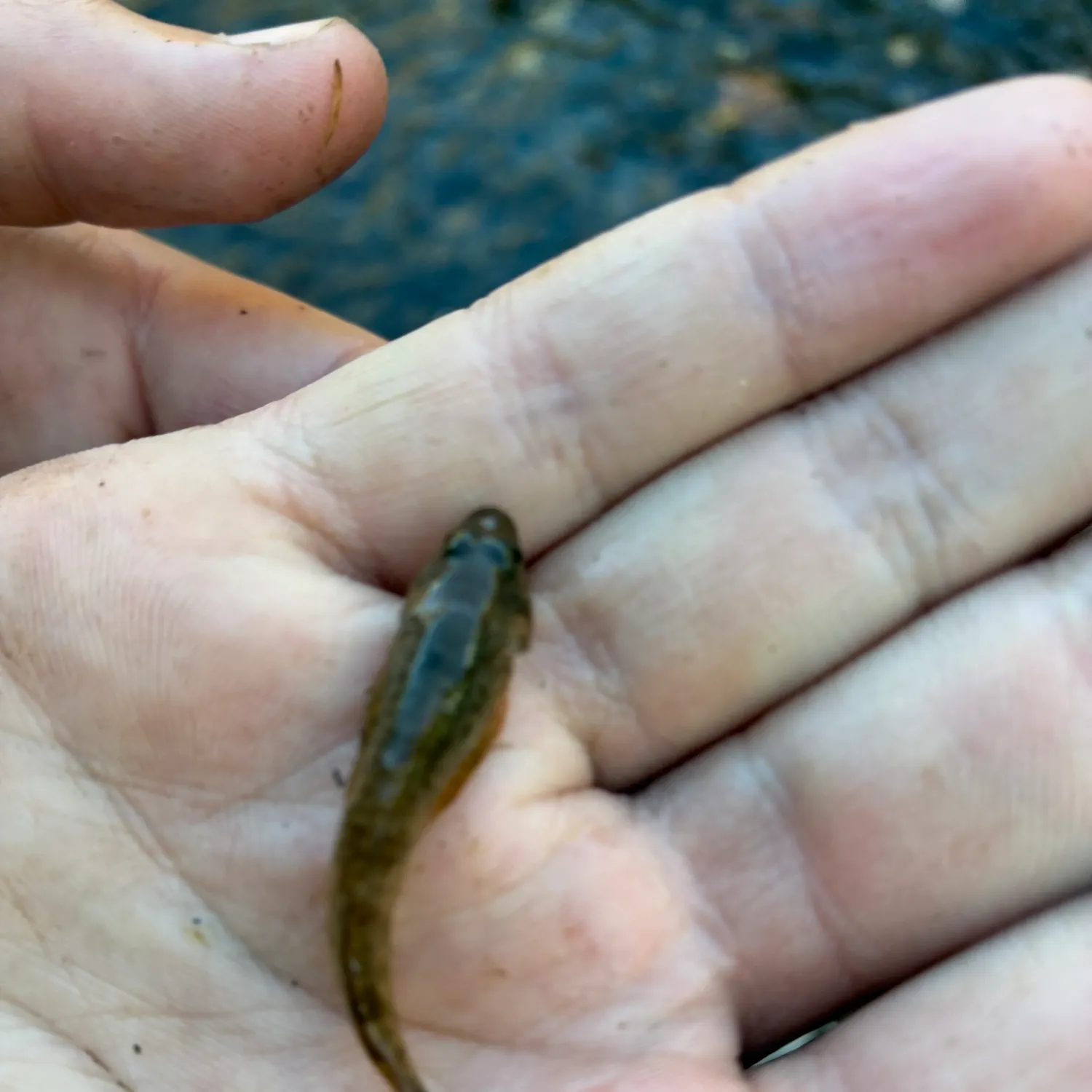 The most recent Slimy sculpin catches on Fishbrain
