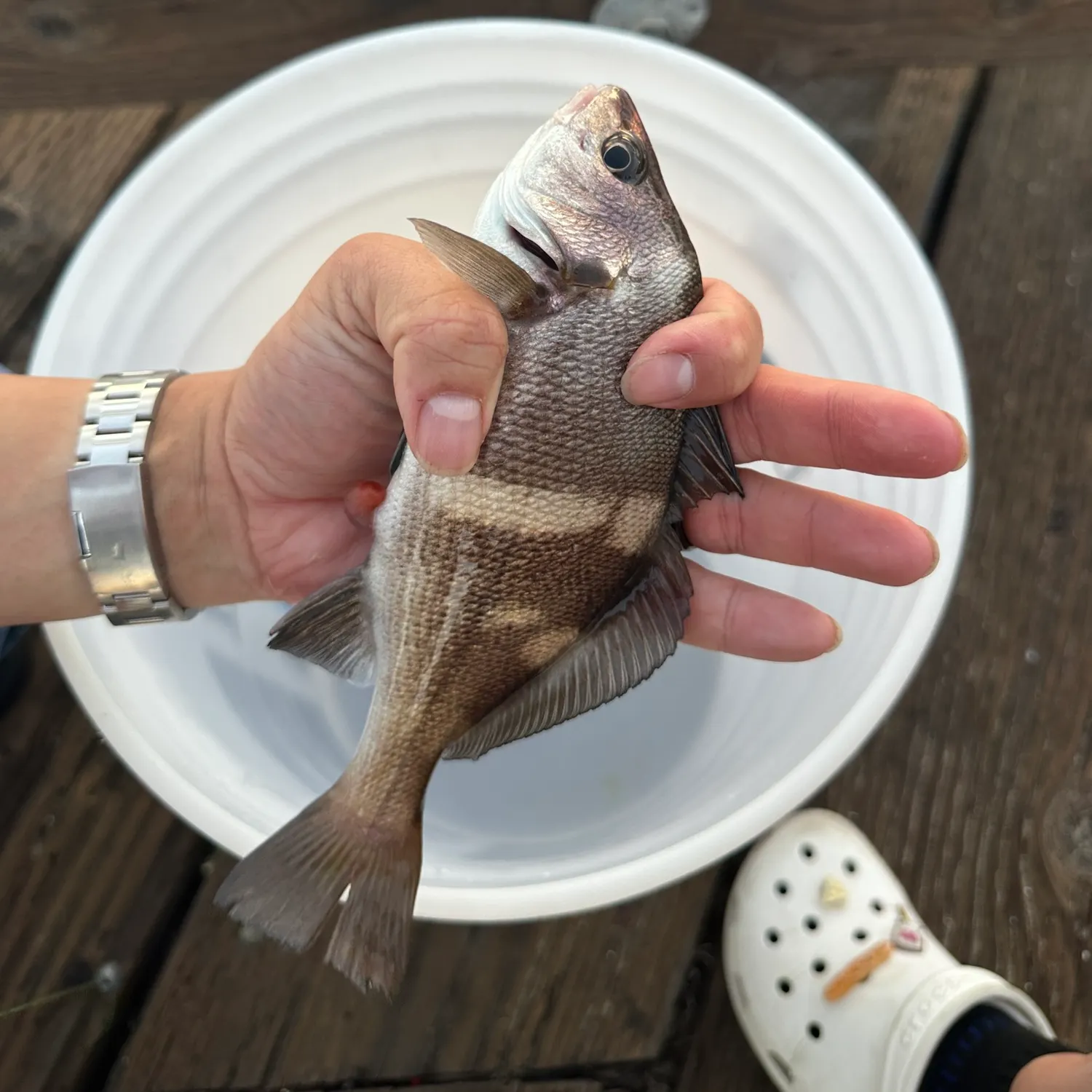The most recent Black croaker catches on Fishbrain