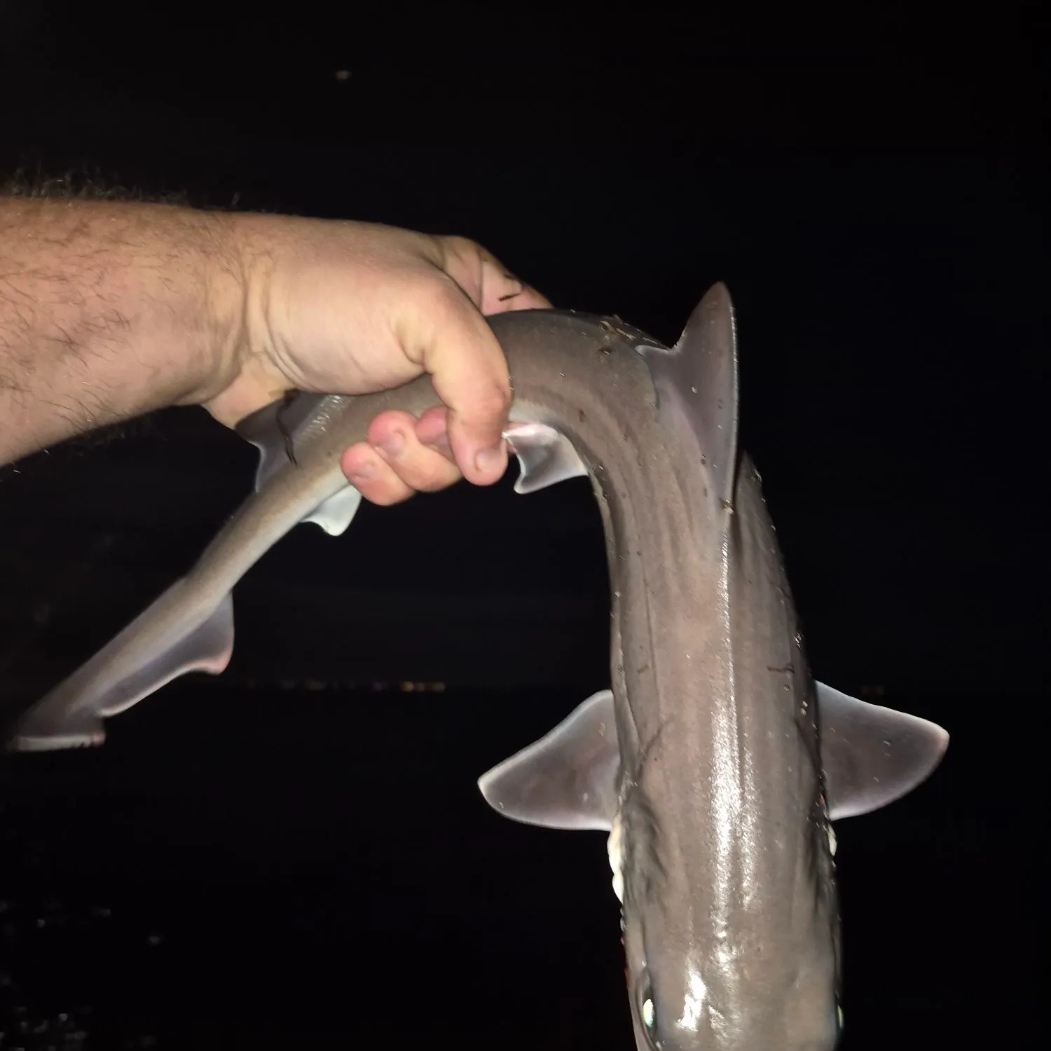 Dusky smooth-hound caught on Fishbrain