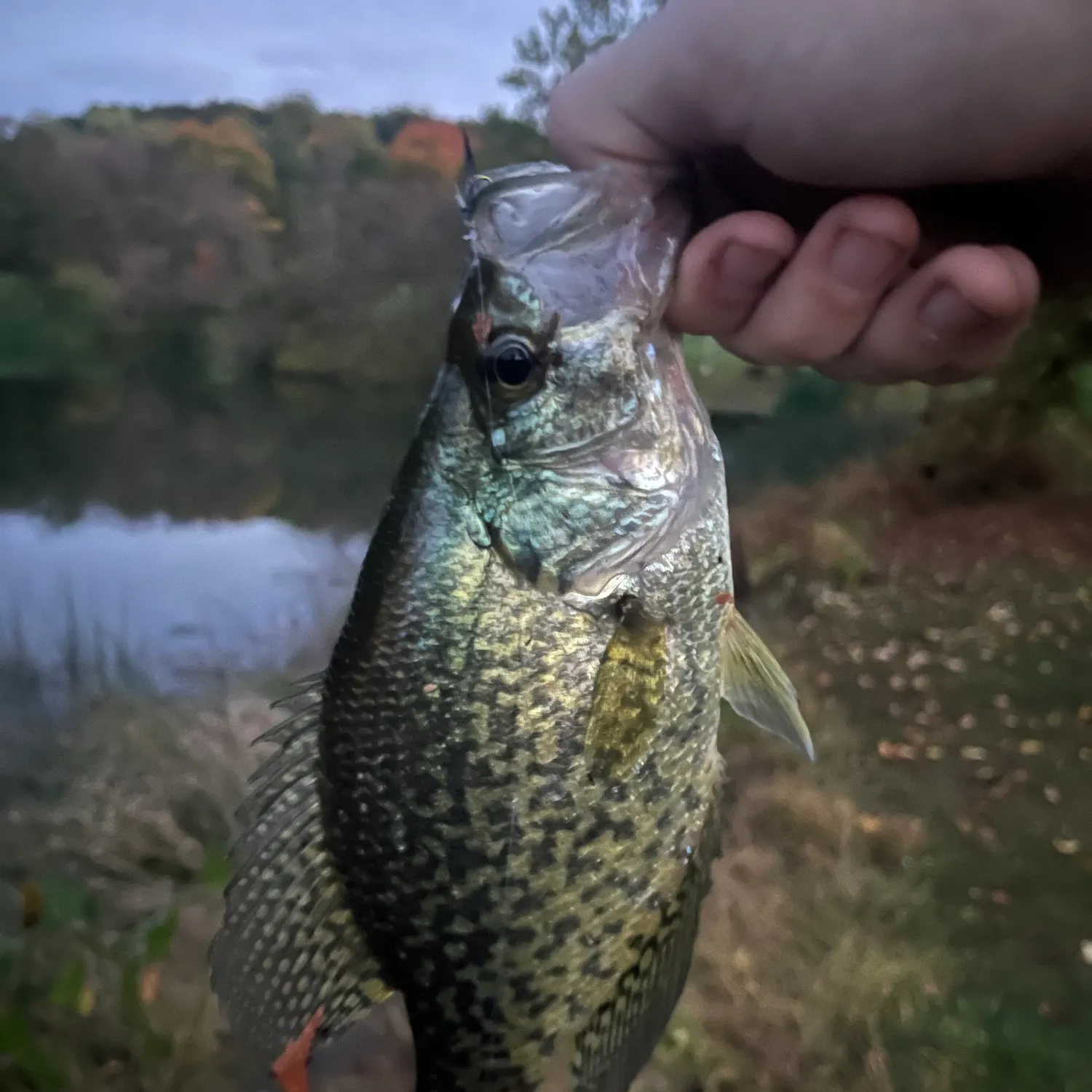Black crappie caught on Fishbrain
