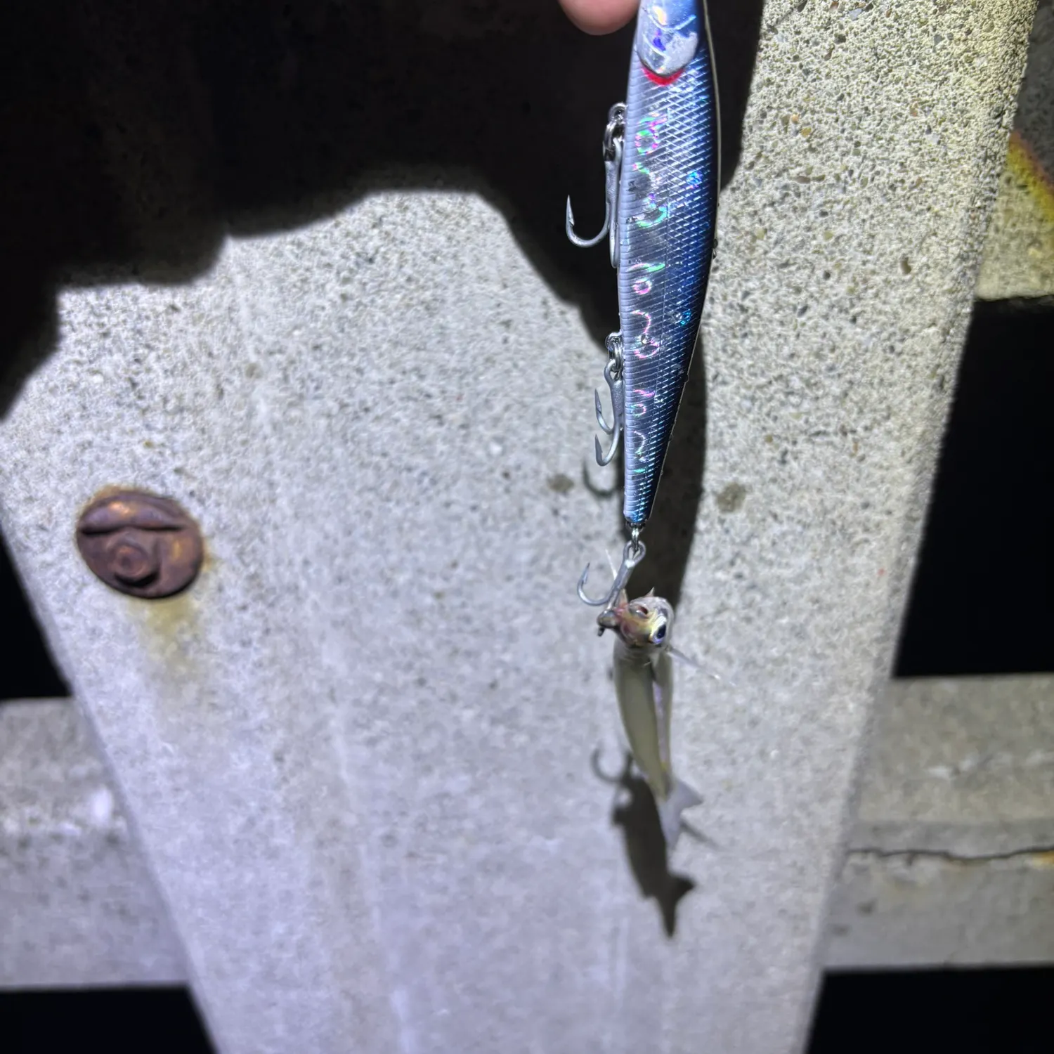 The most recent California grunion catches on Fishbrain