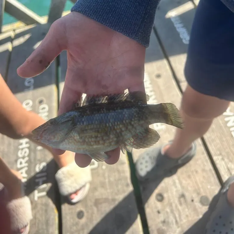 The most recent Corkwing wrasse catches on Fishbrain
