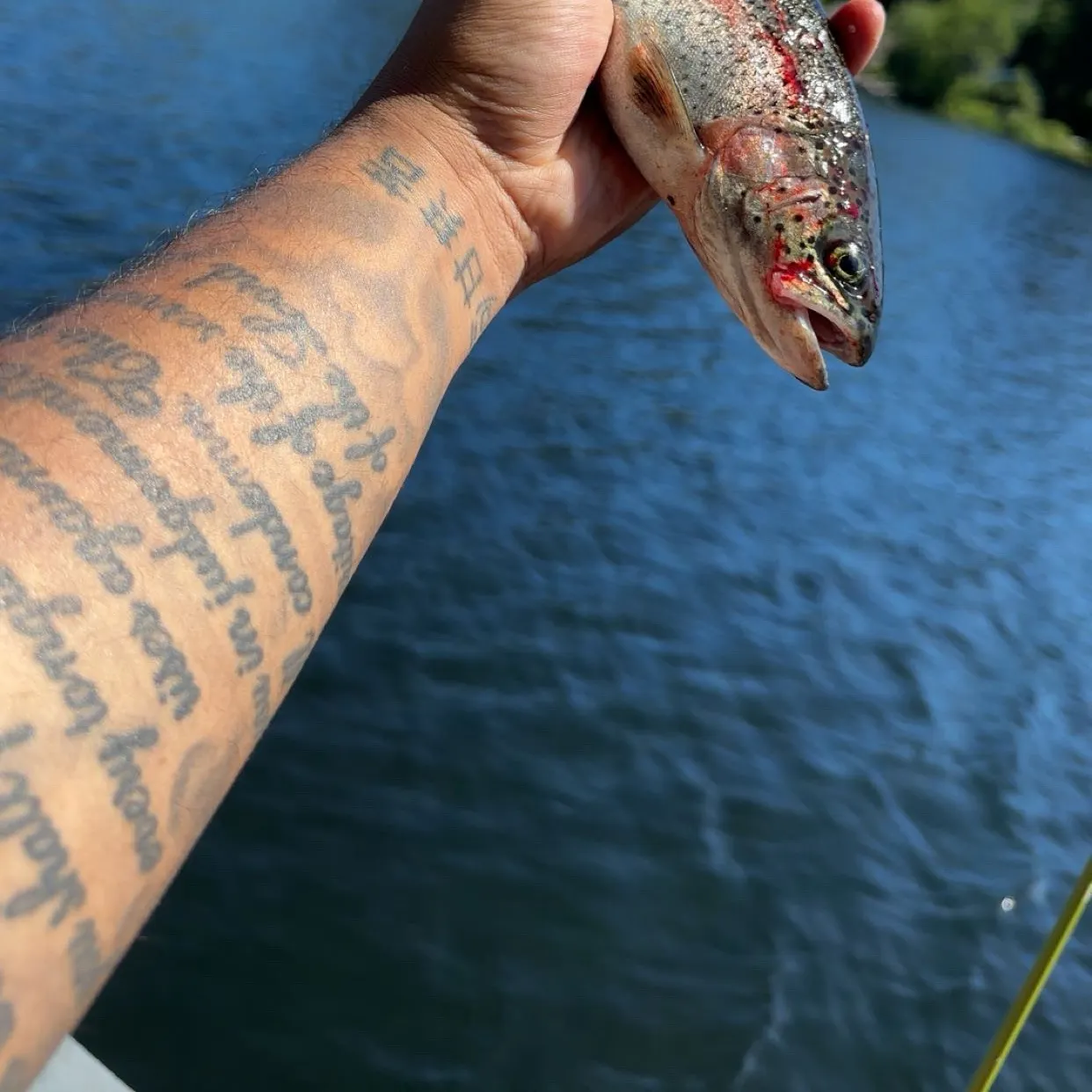 recently logged catches