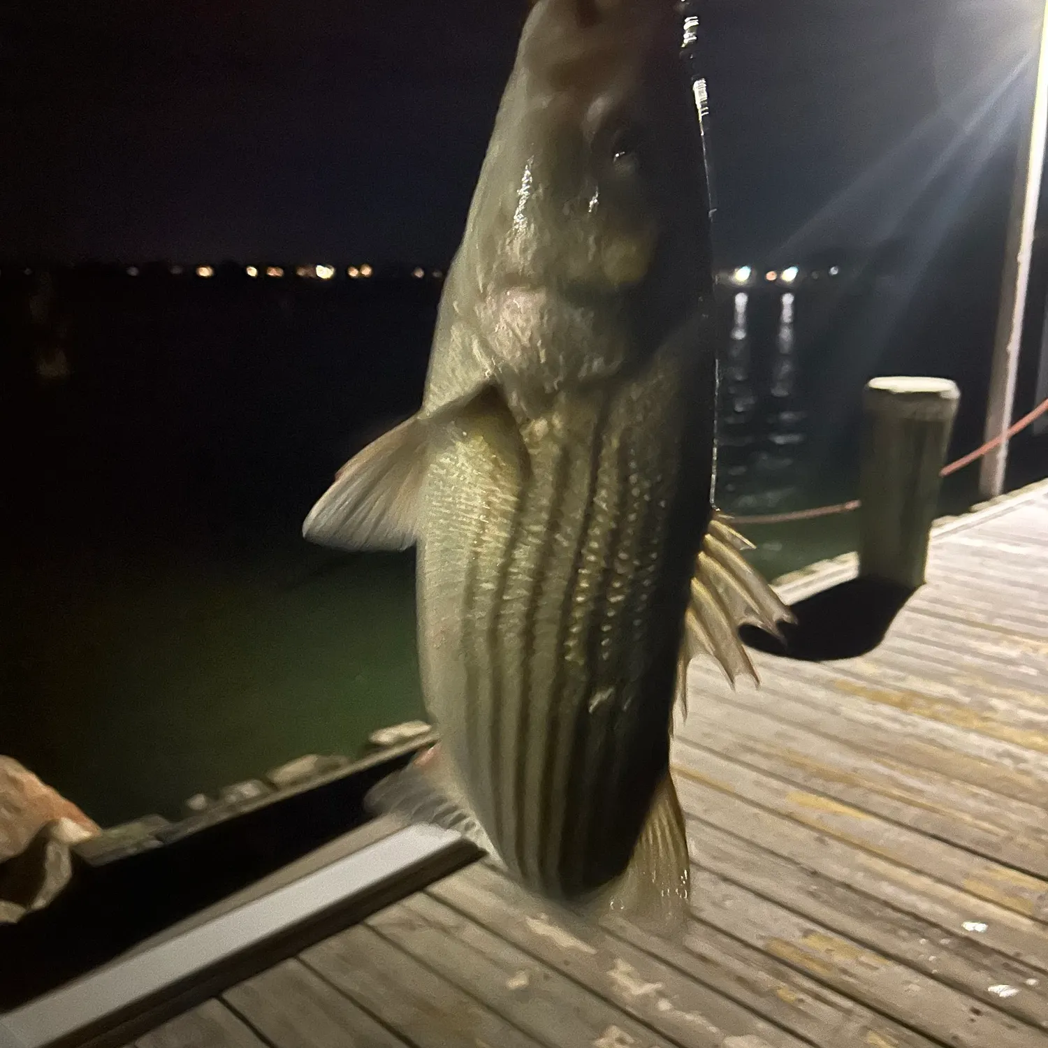 Striped bass caught on Fishbrain