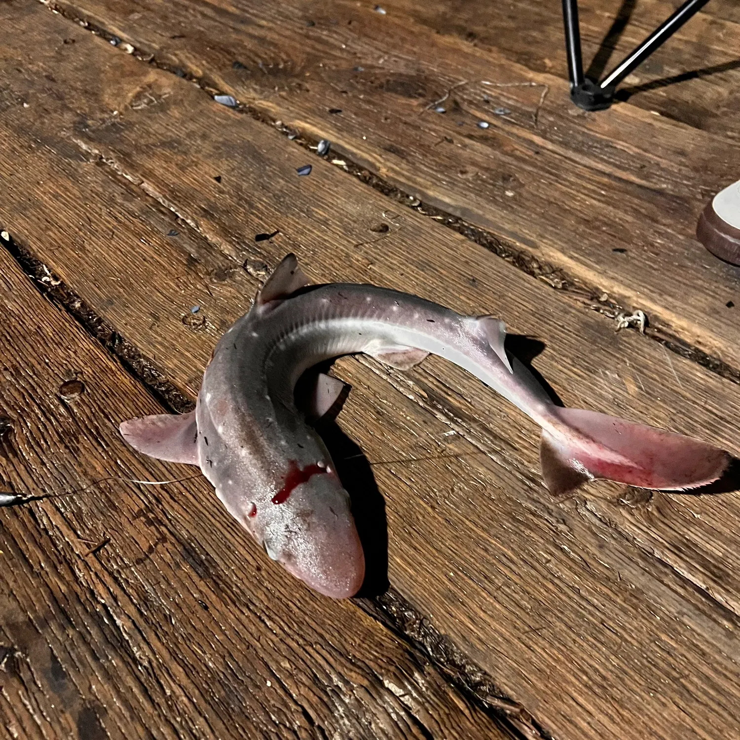 The most recent Pacific spiny dogfish catches on Fishbrain
