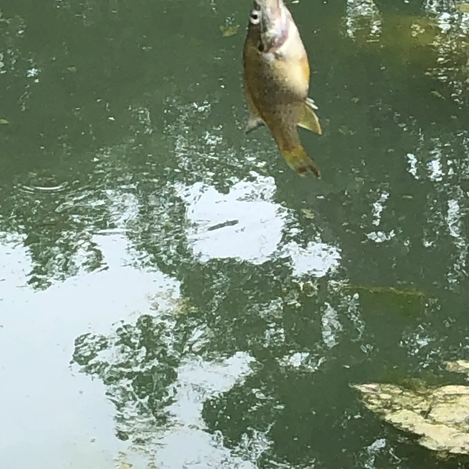 The most recent Green sunfish catches on Fishbrain