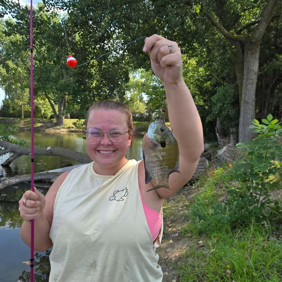 Bluegill caught on Fishbrain