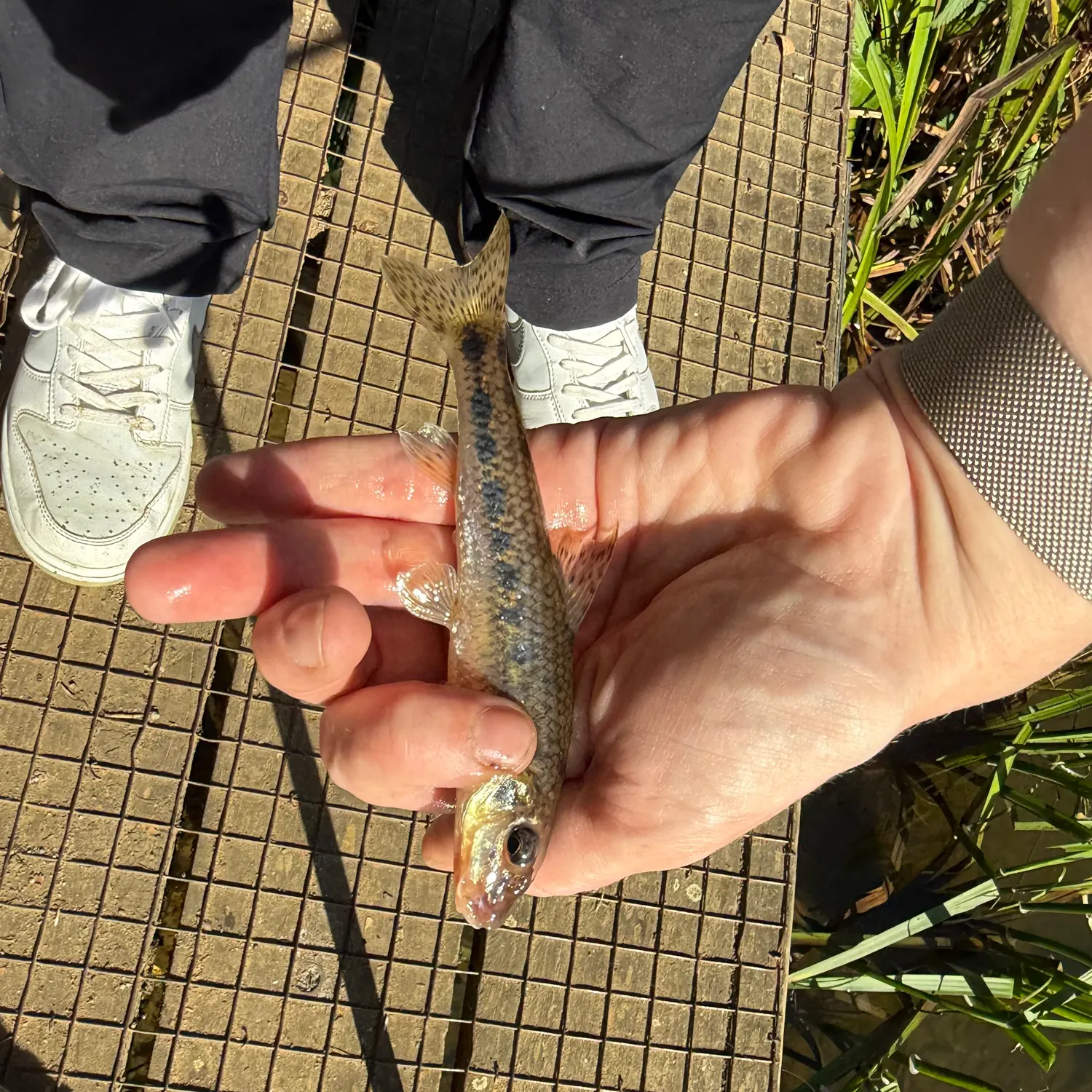 Gudgeon caught on Fishbrain