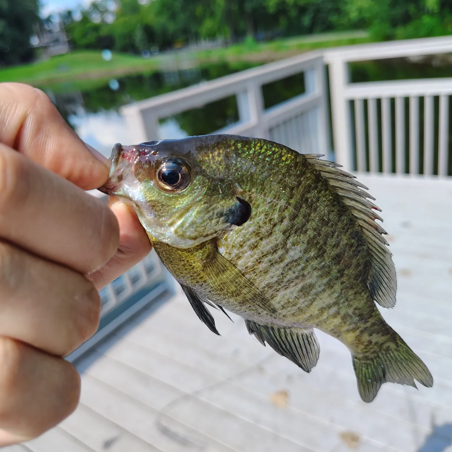 Bluegill caught on Fishbrain